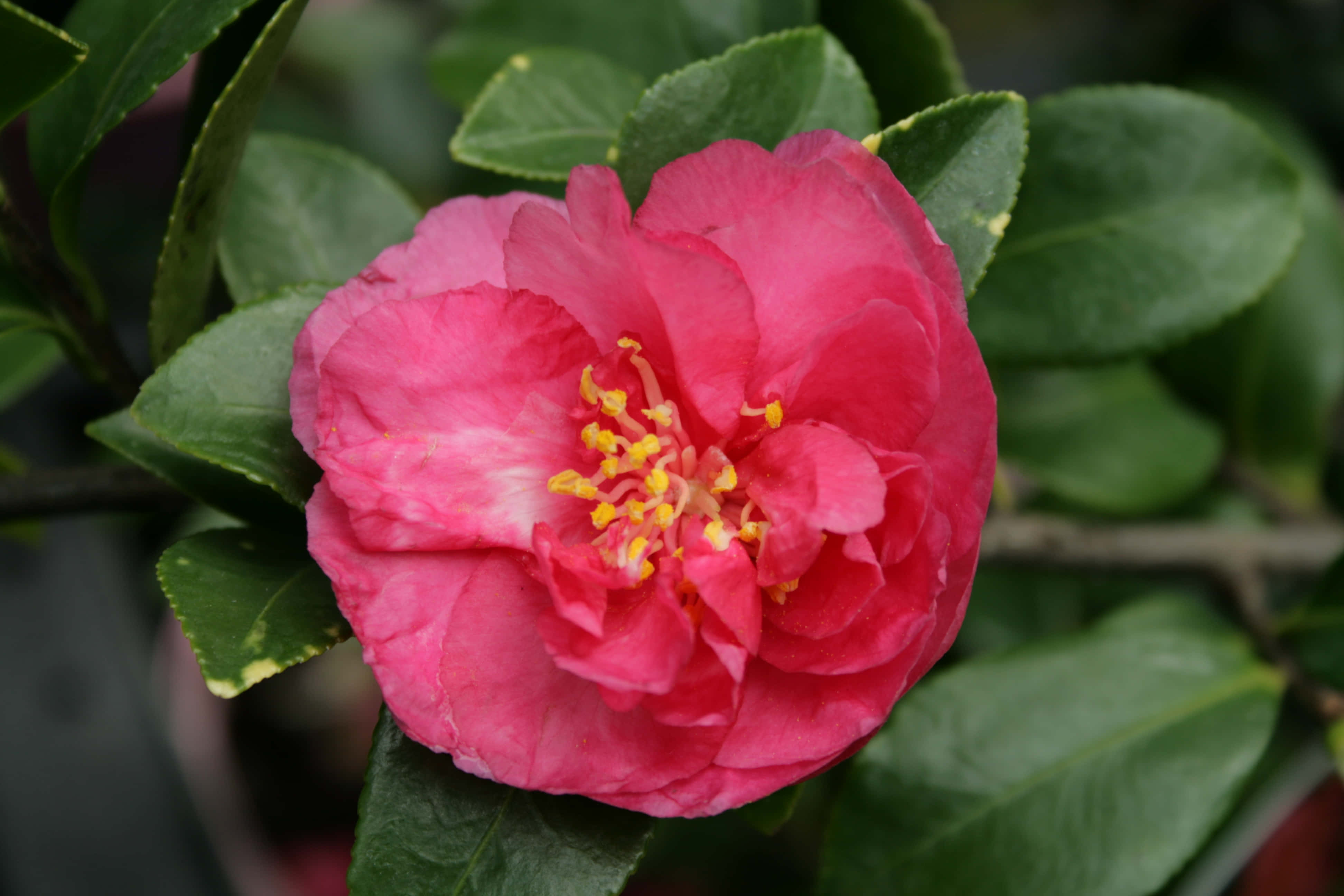 Camellia Sasanqua 桌布 壁紙 — 一朵鮮豔的粉紅色山茶花，帶有黃色雄蕊，在柔和的自然光下於茂密的綠葉中盛開。