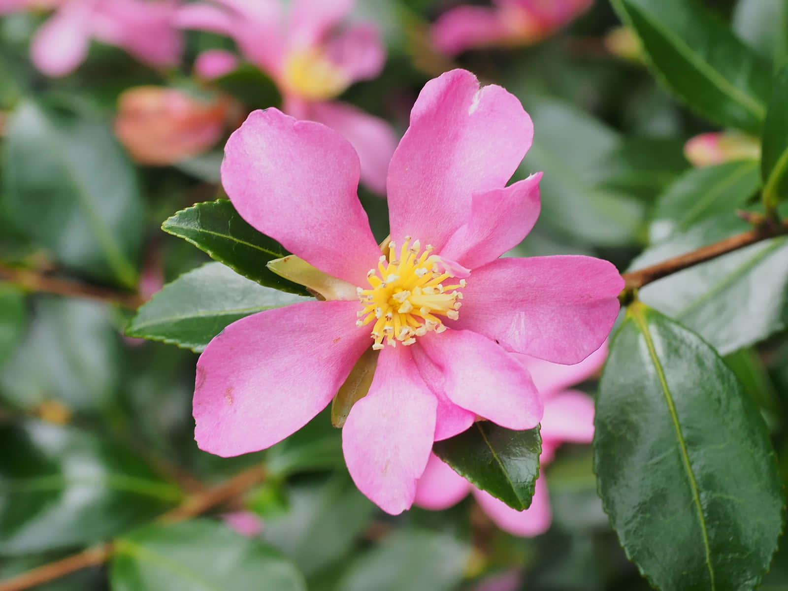 Camellia Sasanqua 桌布 壁紙 — 一朵鮮豔的粉紅色山茶花，帶有黃色雄蕊，在柔和自然光下於茂盛綠葉間盛開。