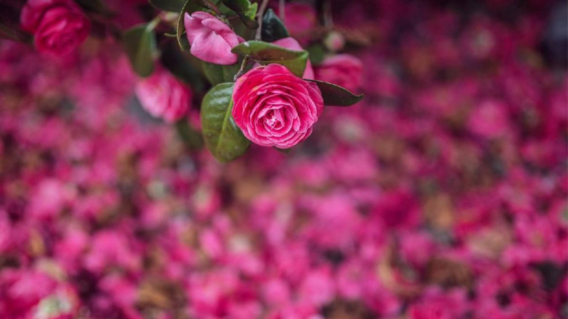 Camellia 桌布 壁紙 — 一朵鮮豔的粉紅色山茶花，襯著茂盛的綠葉，在落花形成的柔和模糊背景中脫穎而出。