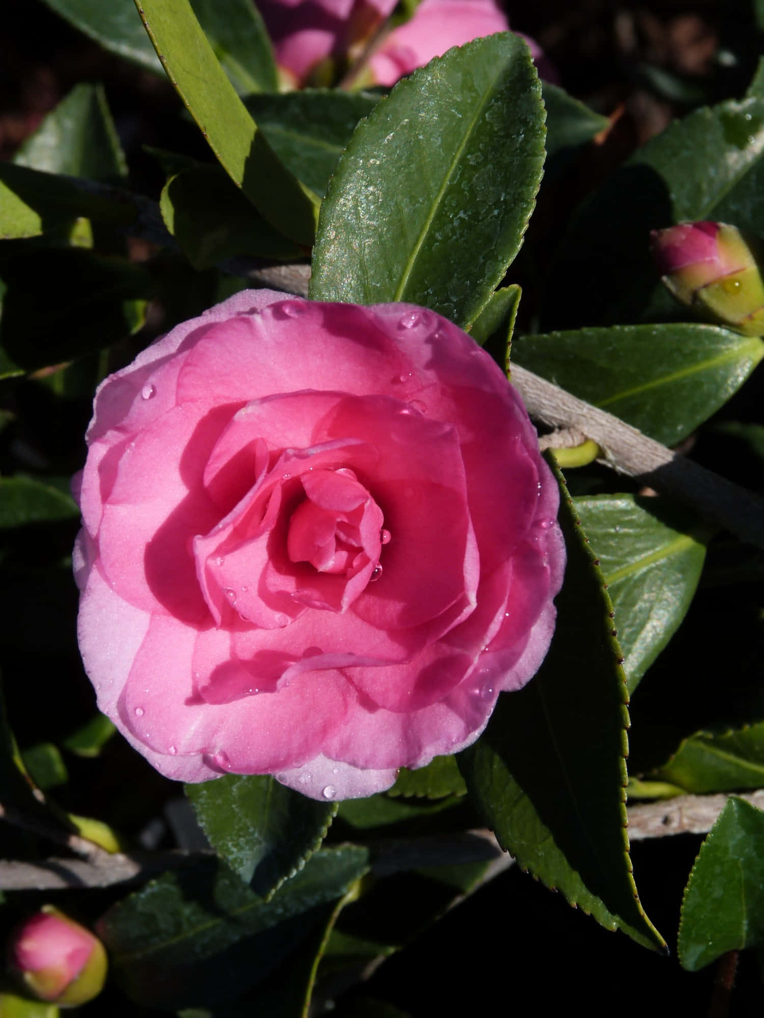 Camellia Sasanqua 桌布 壁紙 — 一朵鮮豔的粉紅色山茶花在明亮的陽光下，在茂盛的綠葉上閃爍著露珠。