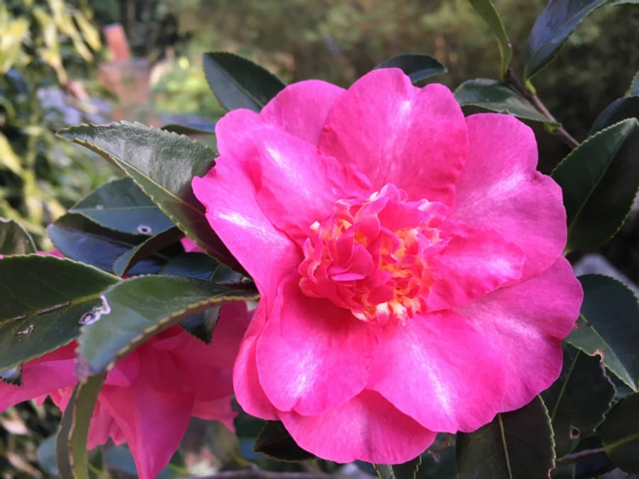 Camellia Sasanqua 桌布 壁紙 — 一朵鮮豔的粉紅色山茶花在柔和的自然光下，在光澤的綠葉間盛開。