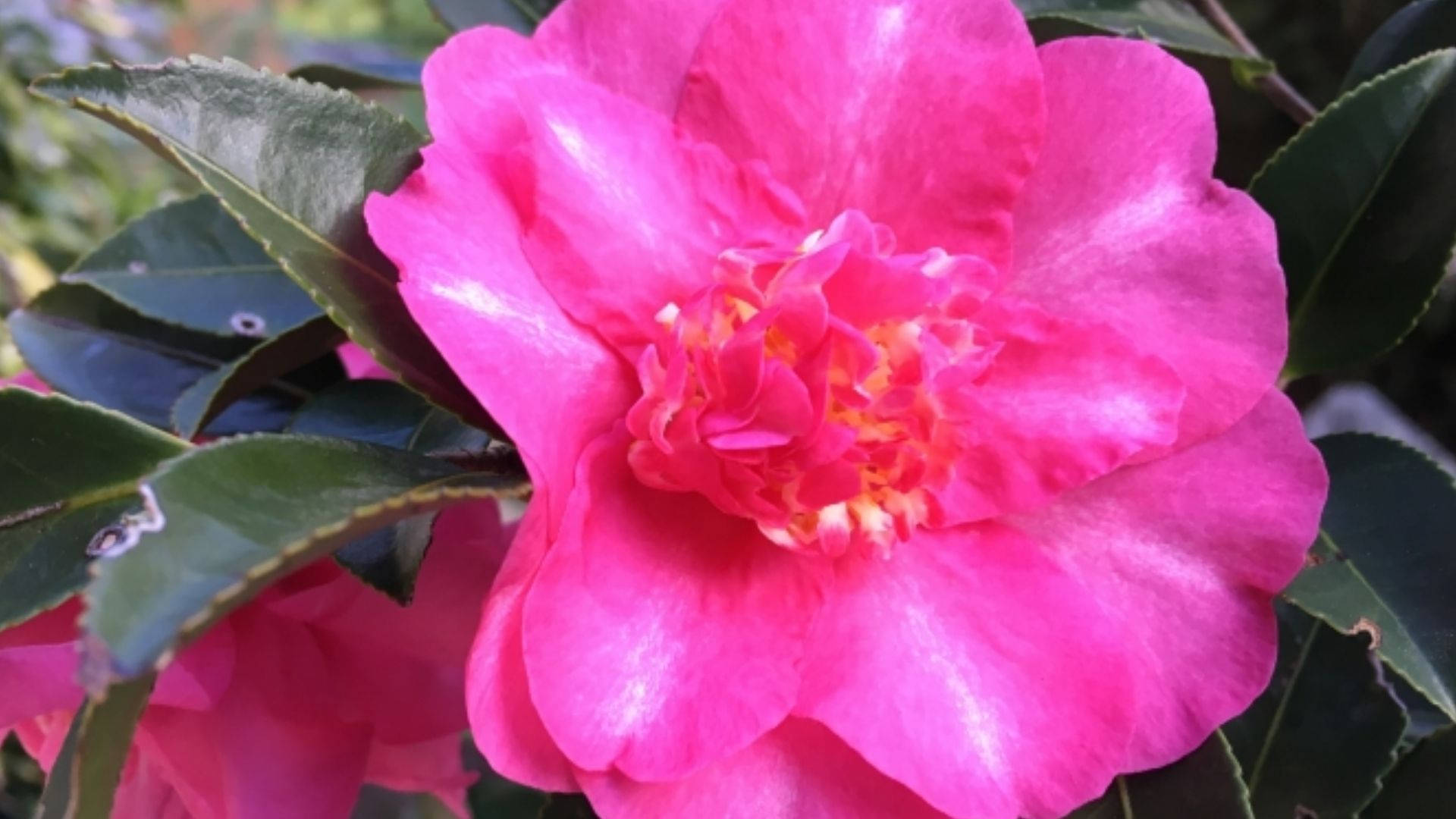 Camellia 桌布 壁紙 — 一朵鮮豔的粉紅色山茶花盛開，花瓣層層疊疊，黃色雄蕊被光澤的綠葉環繞。