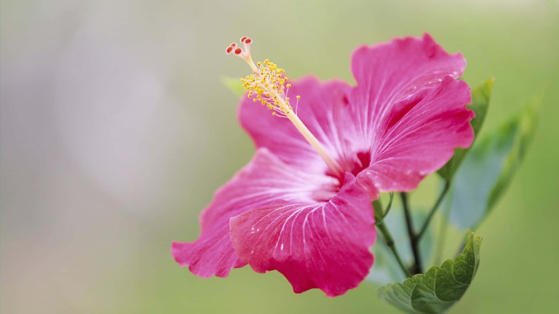 1920 X 1080 Flower 桌布 壁紙 — 一朵鮮豔的粉紅色木槿花，帶有黃色雄蕊，在柔和的綠色模糊背景下盛開。