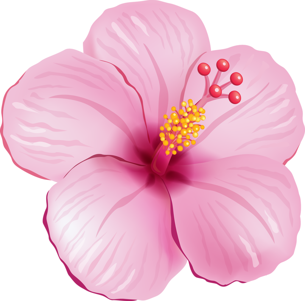 Pink Flower 桌布 壁紙 — 一朵鮮豔的粉紅色木槿花，帶有黃色雄蕊和紅色柱頭，在純黑色背景下盛開。