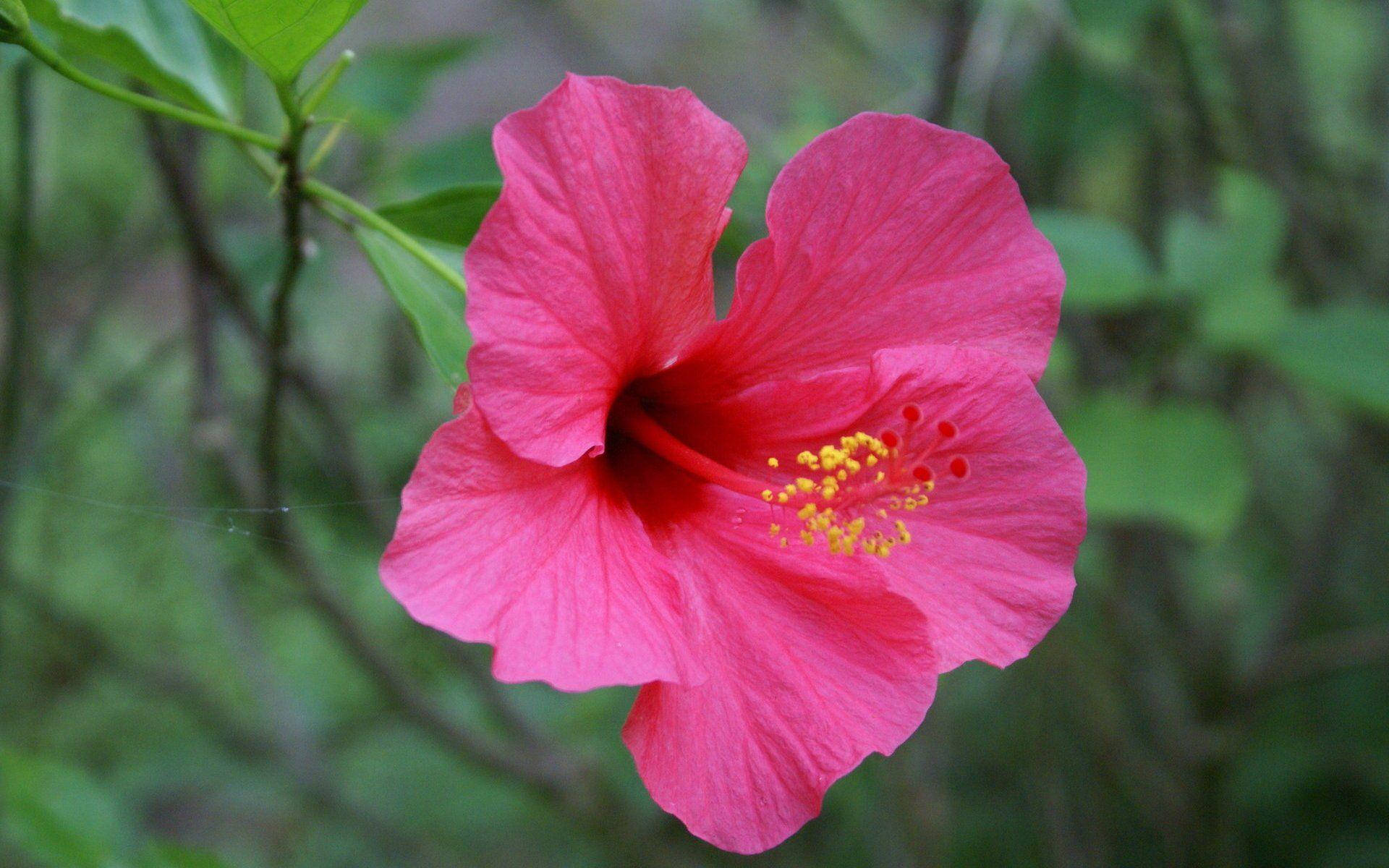 Hibiscus Flower 桌布 壁紙 — 一朵鮮豔的粉紅色木槿花，帶有黃色雄蕊，在柔和的綠色葉子背景中盛開。