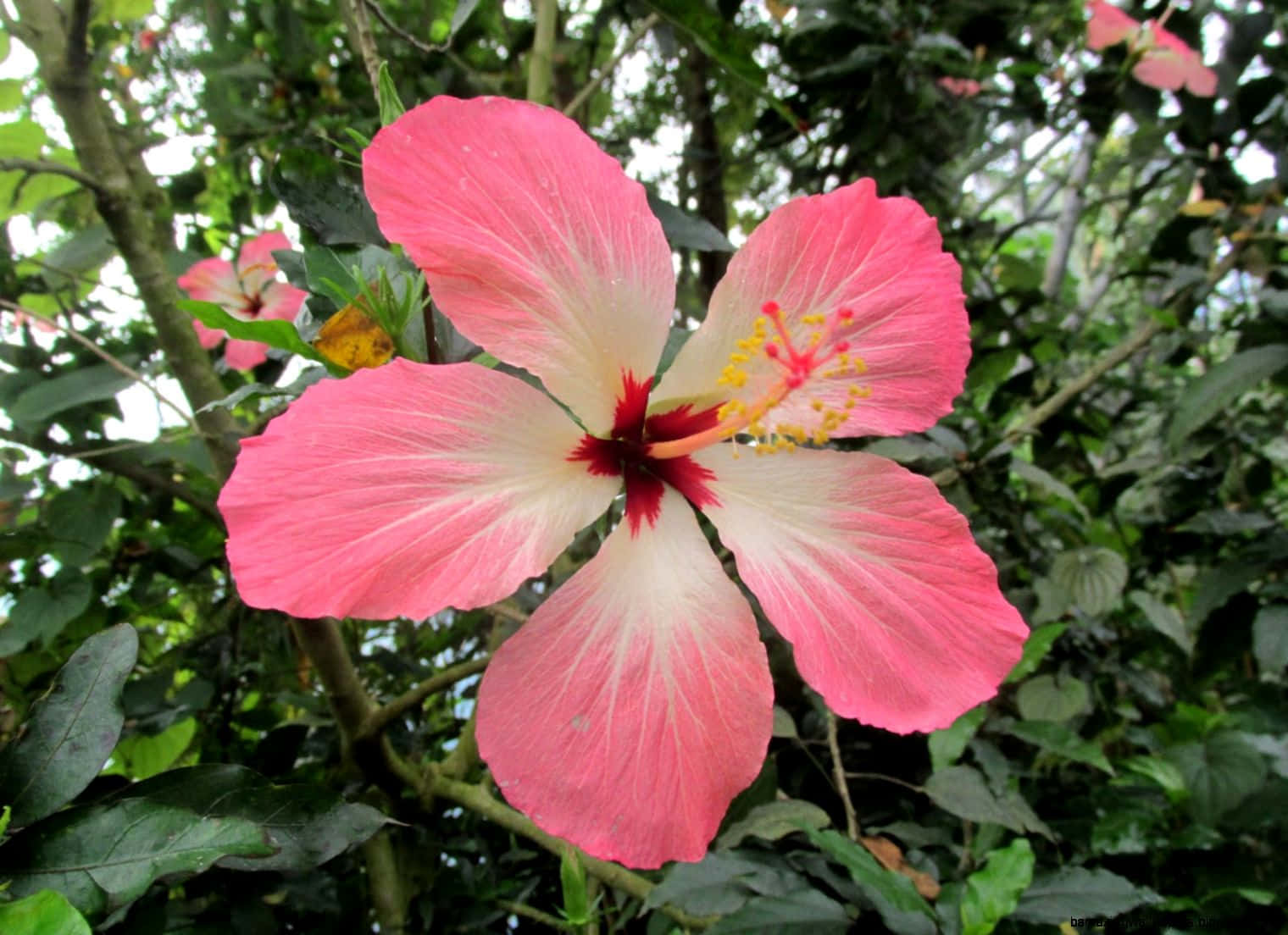 Garden 桌布 壁紙 — 一朵鮮豔的粉紅色木槿花，白色花心和黃色雄蕊，在茂密的綠葉中盛開。