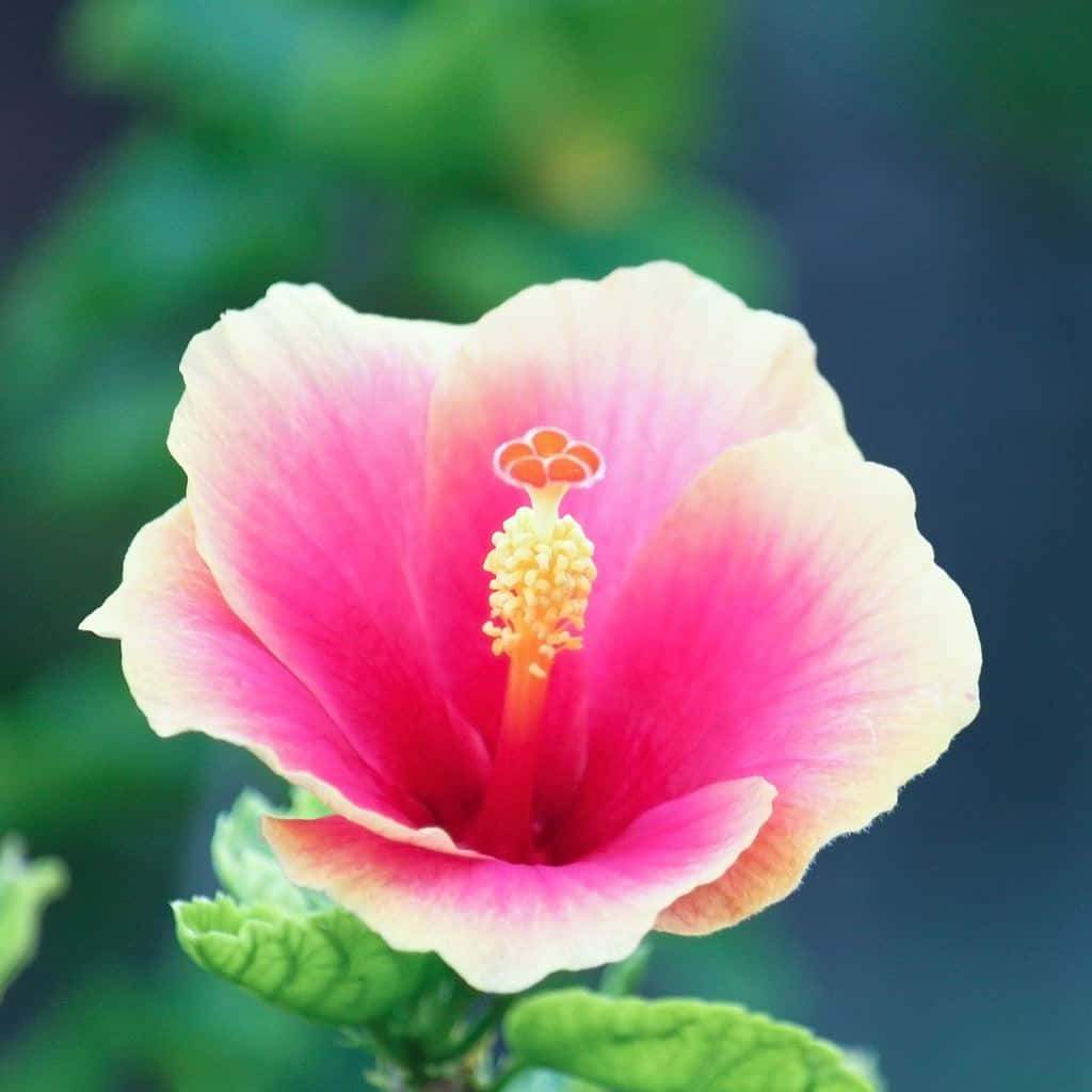 Pink iPad 桌布 壁紙 — 一朵鮮豔的粉紅色木槿花，黃色花心，在柔和的綠色模糊背景中盛開。