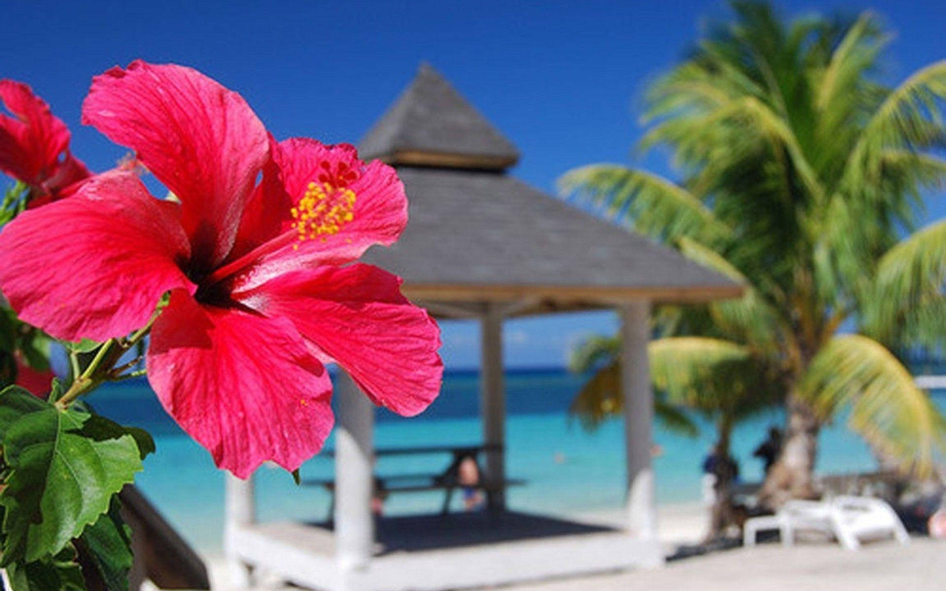Hibiscus 桌布 壁紙 — 一朵鮮豔的粉紅色木槿花在前景盛開，熱帶海灘涼亭和棕櫚樹在清澈的藍天下。