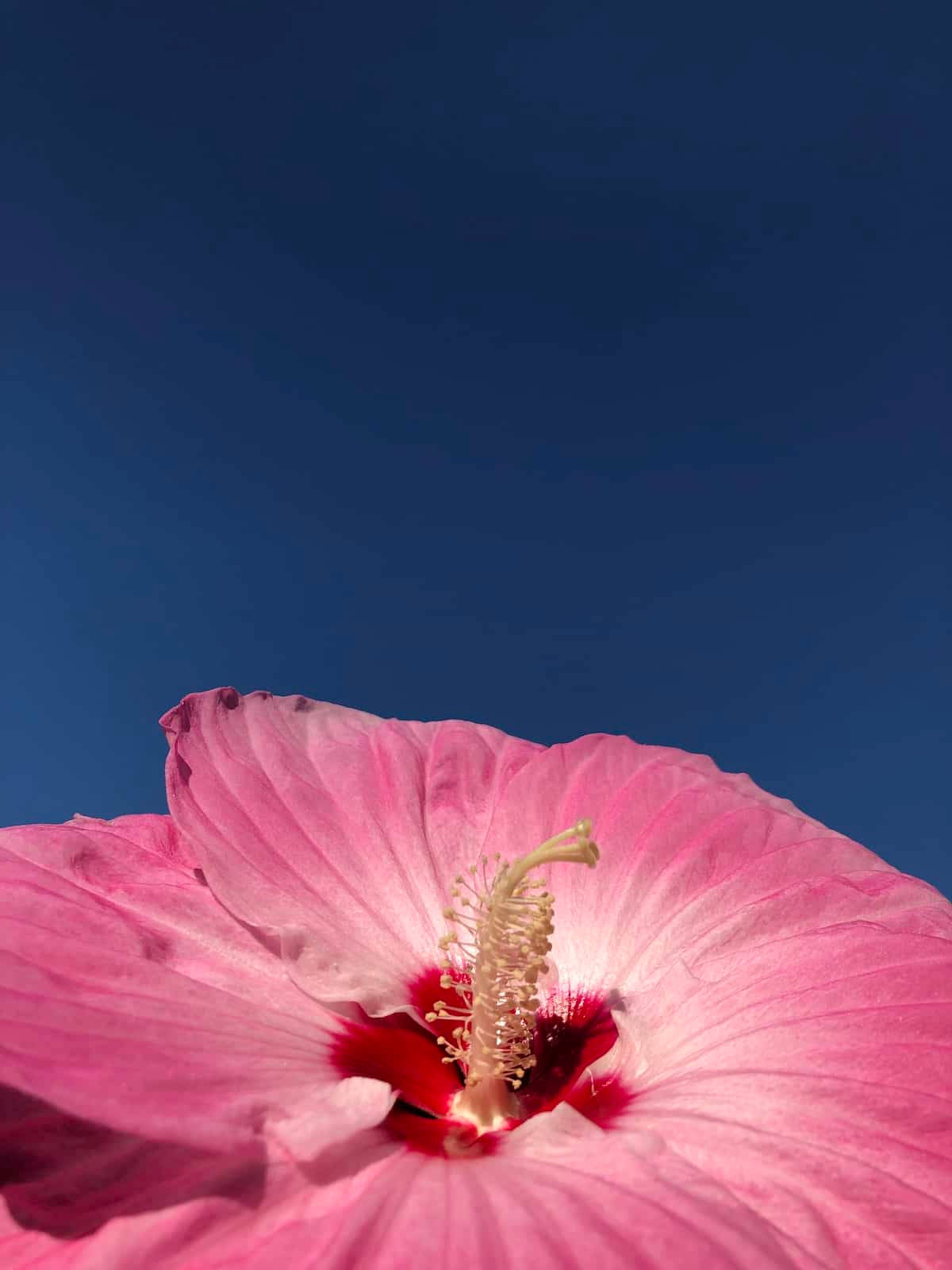 Hibiscus 桌布 壁紙 — 一朵鮮豔的粉紅色木槿花在深藍色的天空下盛開，花瓣細膩，中心紅色奪目。