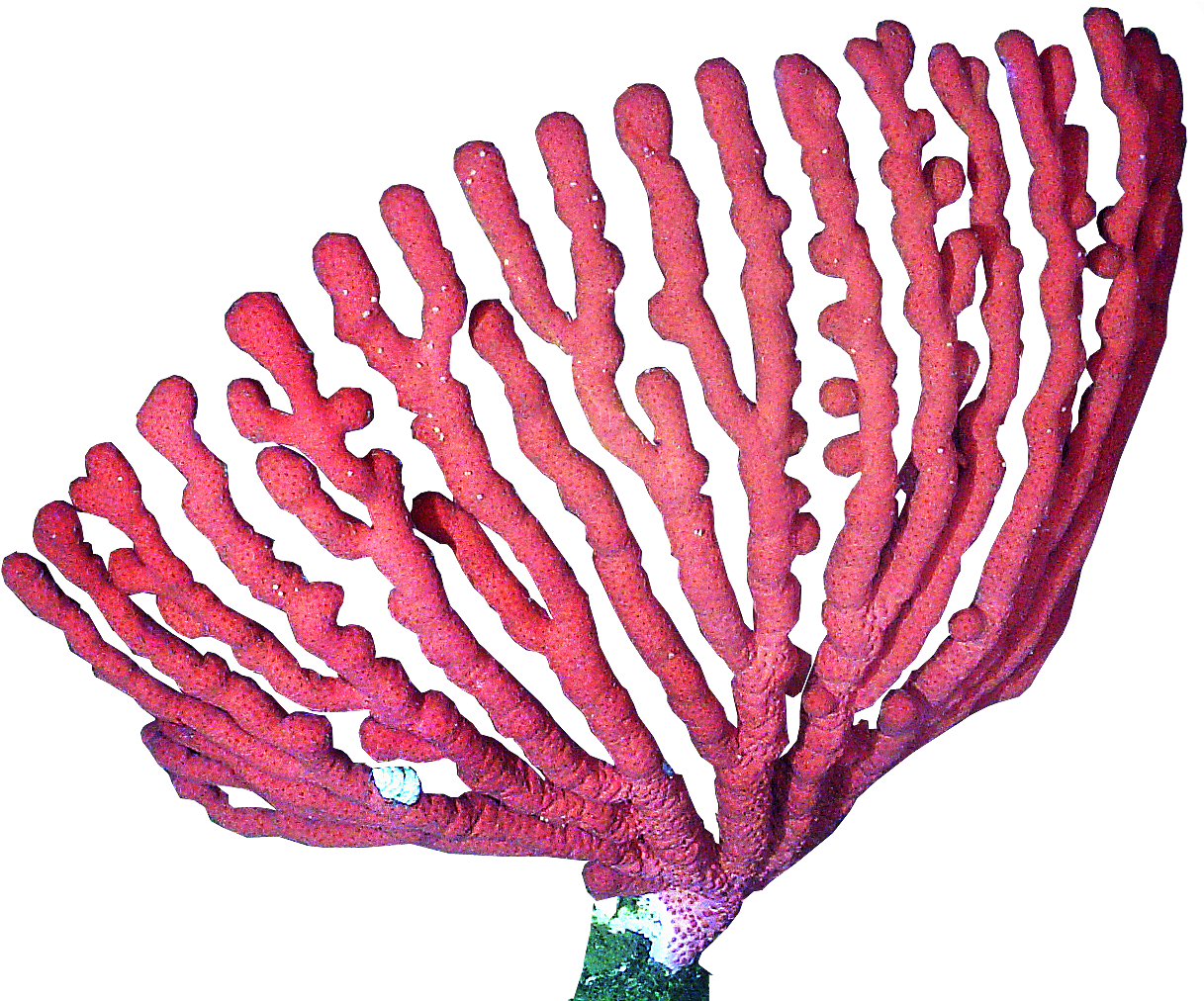 coral 桌布 壁紙 — 一朵鮮豔的粉紅色柳珊瑚，帶有複雜的分枝，在純黑色背景下格外突出。