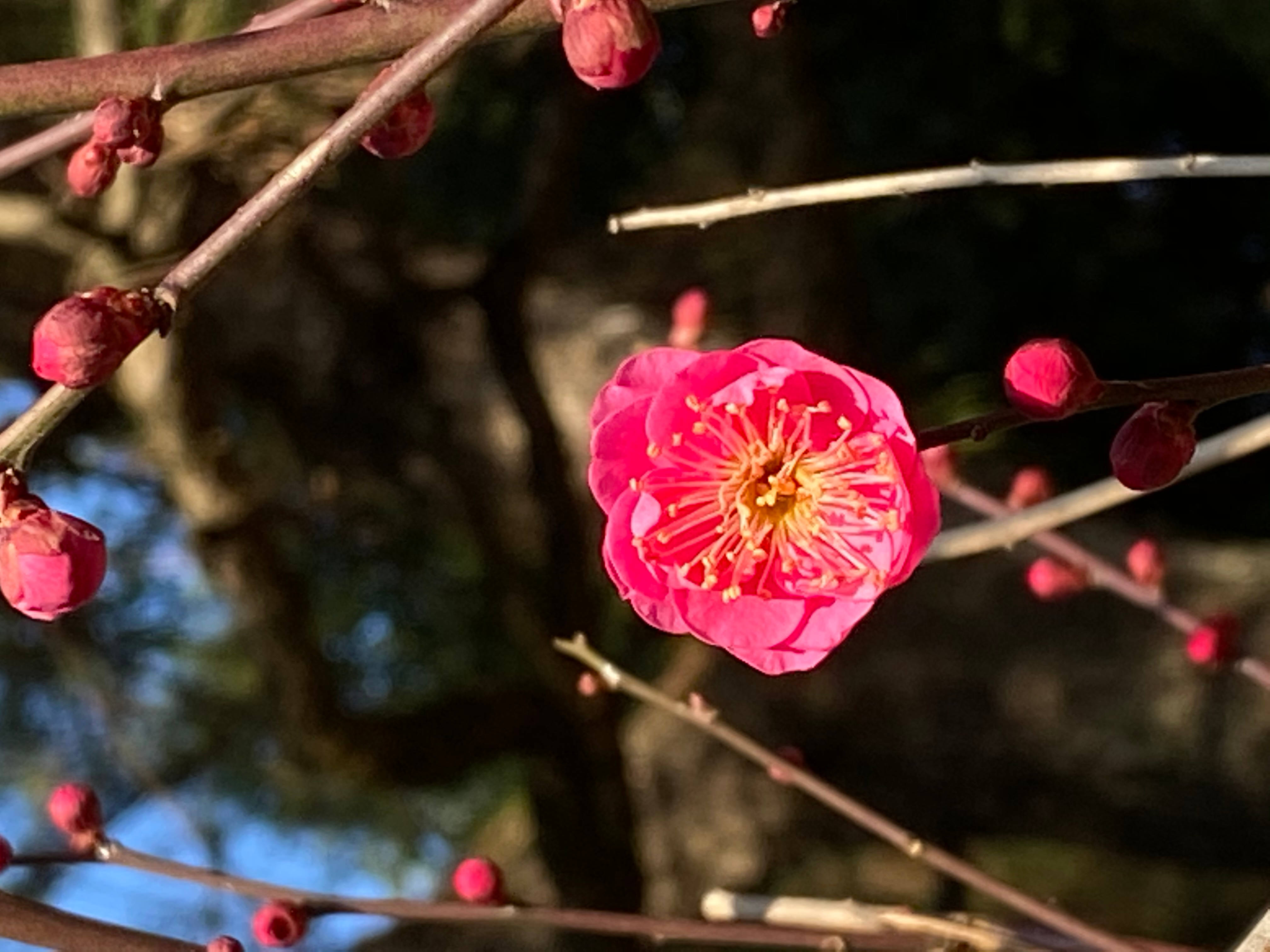 花 桌布 壁紙 — 一朵鮮豔的粉紅色梅花在光禿禿的樹枝上盛開，帶有未開放的花蕾，背景是柔和模糊的森林。