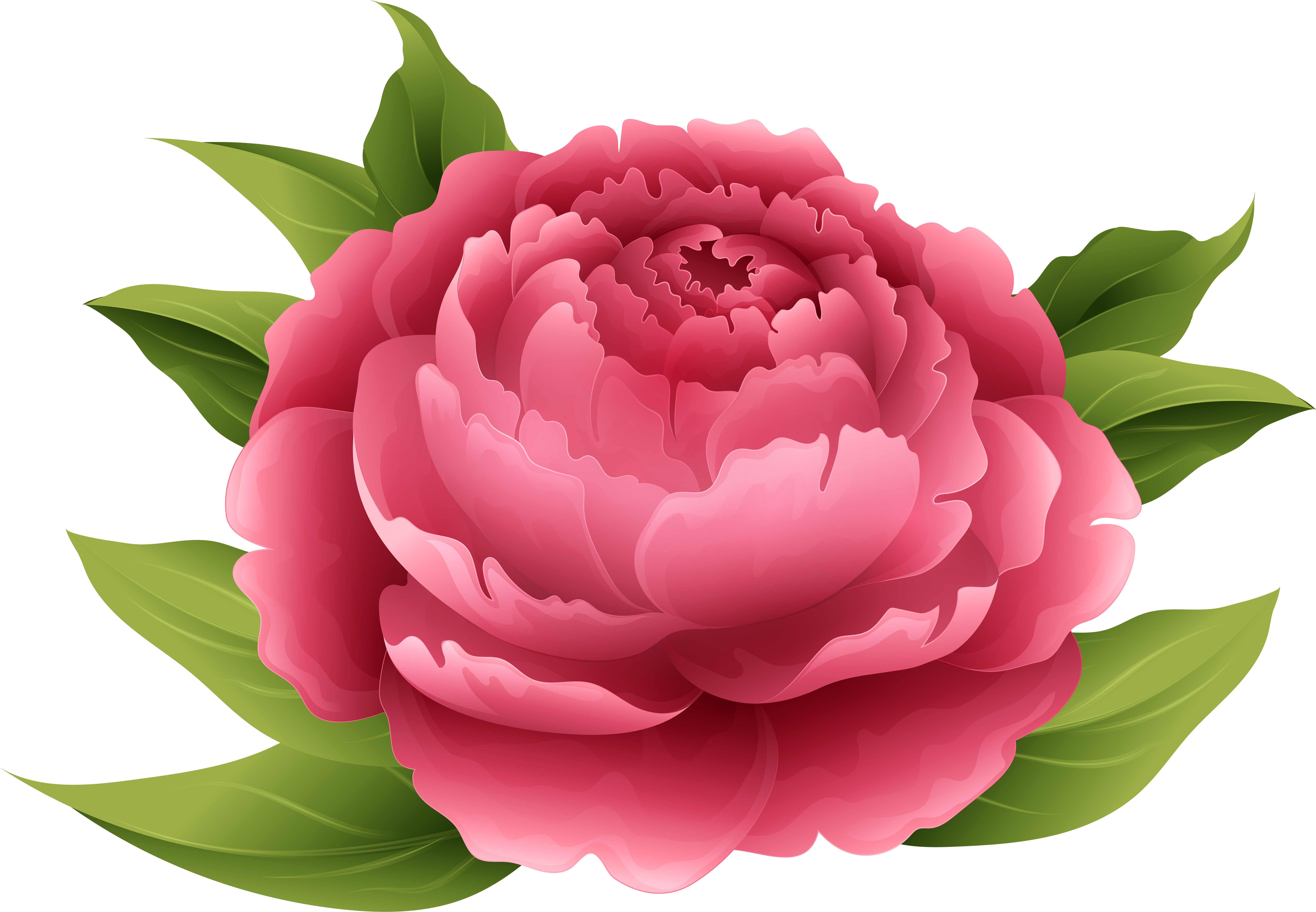 Peony 桌布 壁紙 — 一朵鮮豔的粉紅色牡丹，搭配茂盛的綠葉，在純黑背景下盛開。