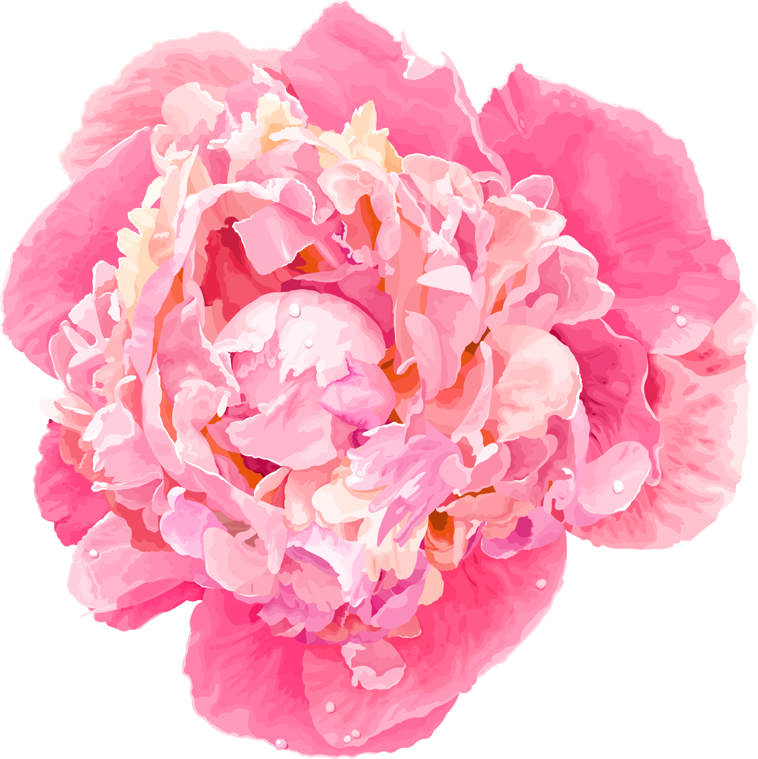 Peony 桌布 壁紙 — 一朵鮮豔的粉紅色牡丹花，帶有層層花瓣和露珠，以柔和的水彩風格呈現。
