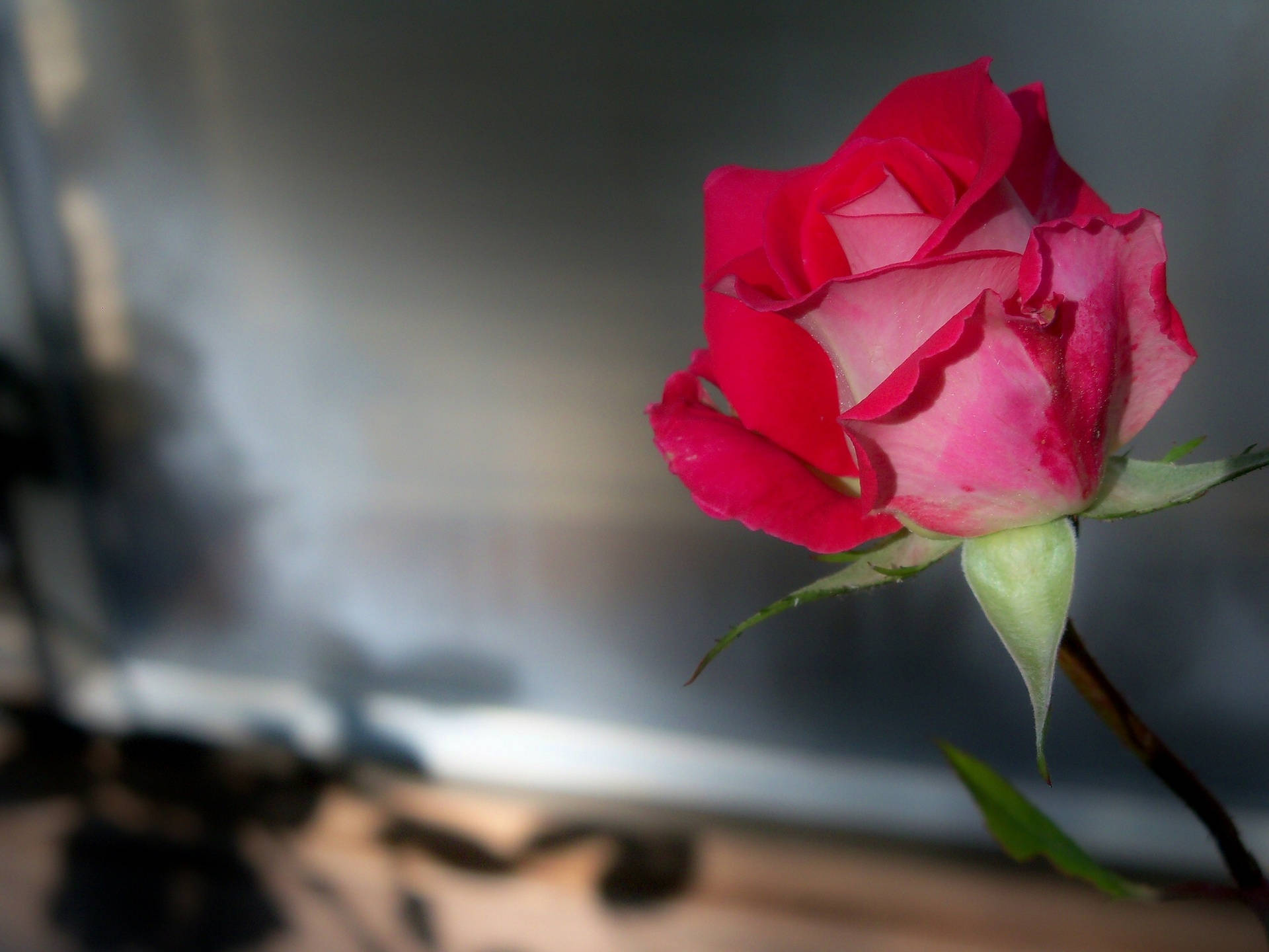 Rose Flower 桌布 壁紙 — 一朵鮮豔的粉紅色玫瑰，帶有深紅色邊緣，在模糊的金屬背景上柔和地綻放。