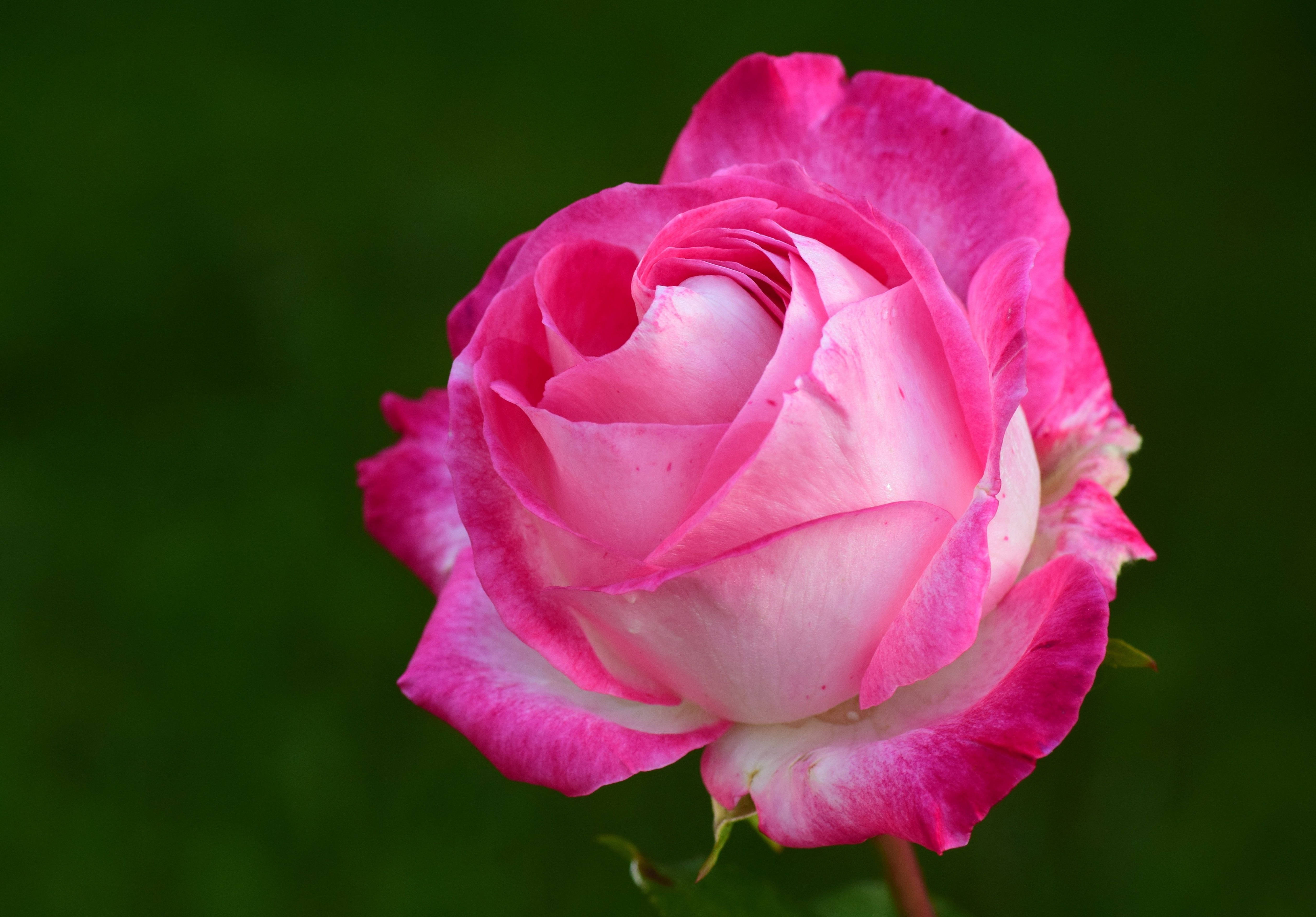 Rose Flower 桌布 壁紙 — 一朵鮮豔的粉紅色玫瑰，帶有精緻的白色邊緣，在茂盛的綠色背景下柔和地綻放。