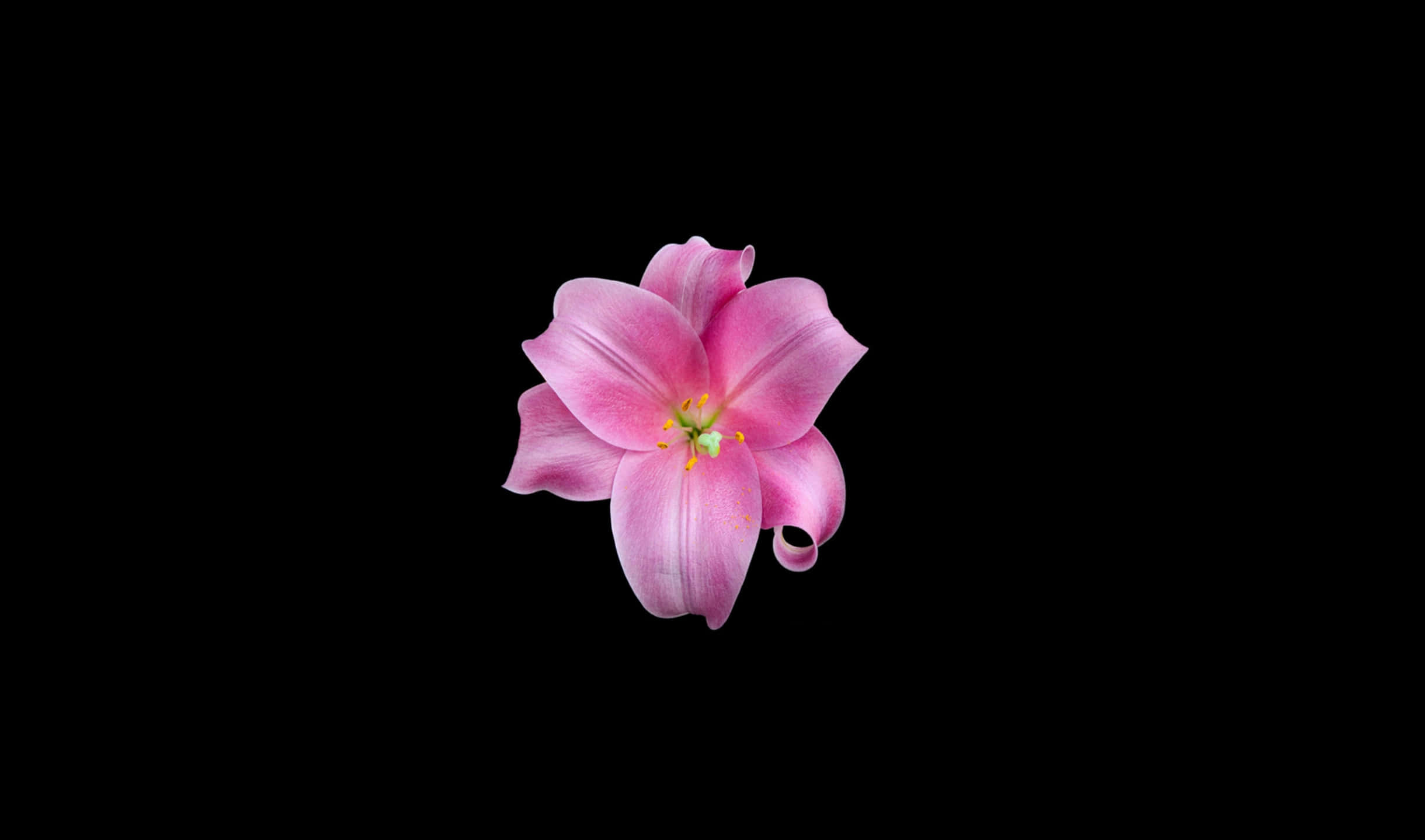 Lily Flower 桌布 壁紙 — 一朵鮮豔的粉紅色百合花，帶有精緻的花瓣和黃色雄蕊，在純黑色背景上浮現。