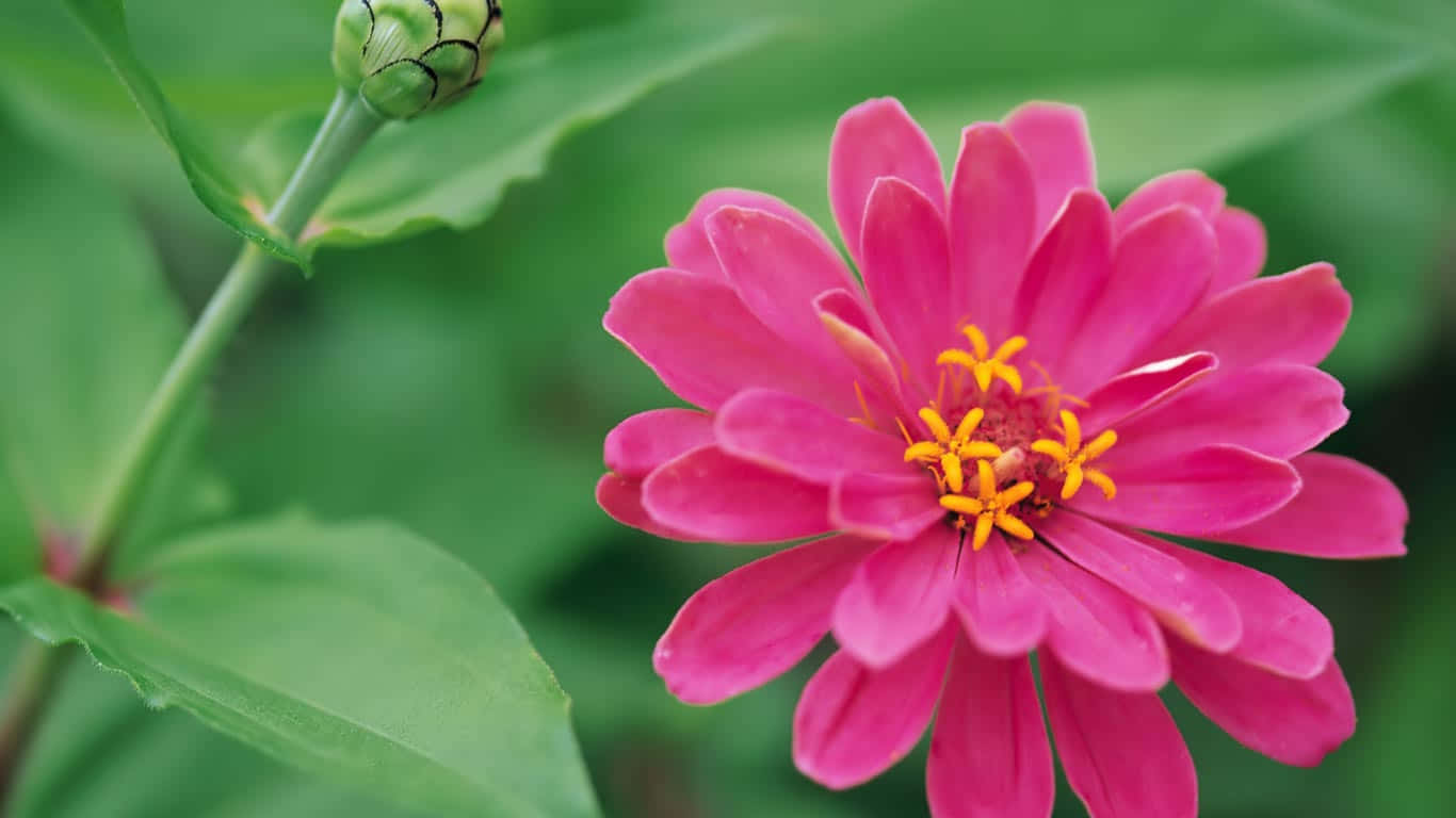 Flowers Laptop 桌布 壁紙 — 一朵鮮豔的粉紅色百日菊，黃色花心，在柔和的綠色葉子背景中盛開。