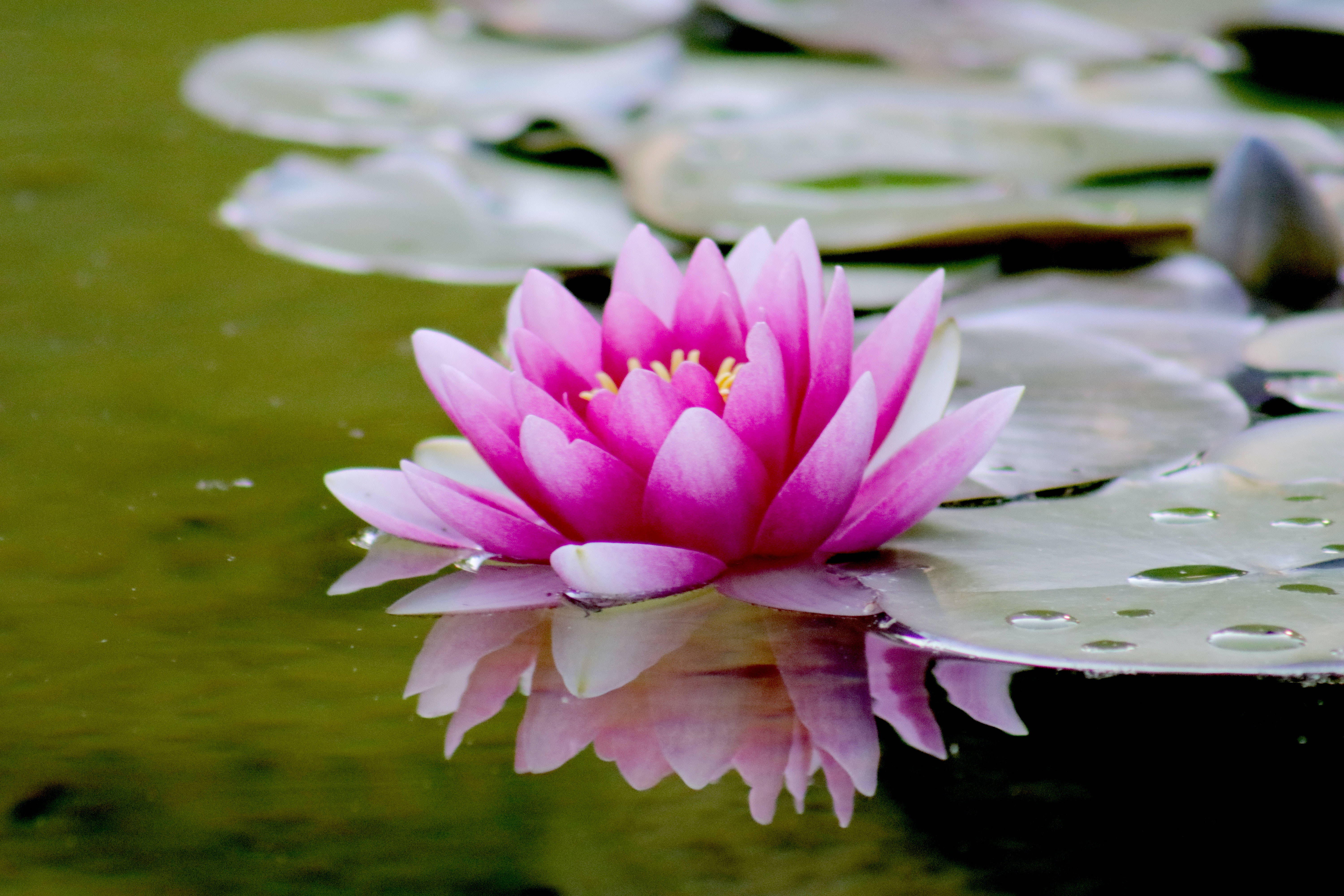 lotus 桌布 壁紙 — 一朵鮮豔的粉紅色睡蓮在平靜的池塘中盛開，周圍是帶有露珠的綠色睡蓮葉。