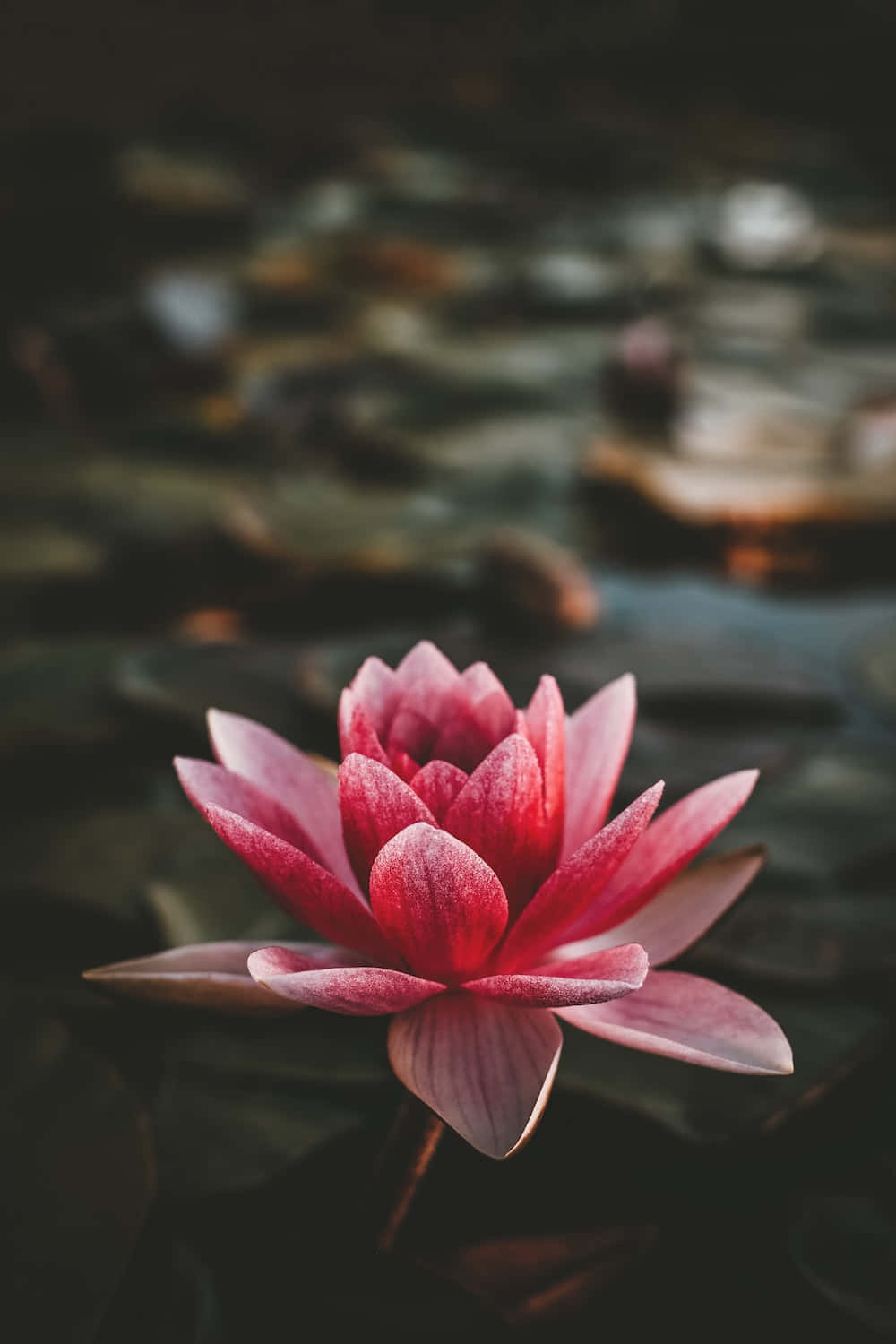 花 桌布 壁紙 — 一朵鮮豔的粉紅色睡蓮在平靜的池塘上優雅地綻放，周圍環繞著深綠色的睡蓮葉。