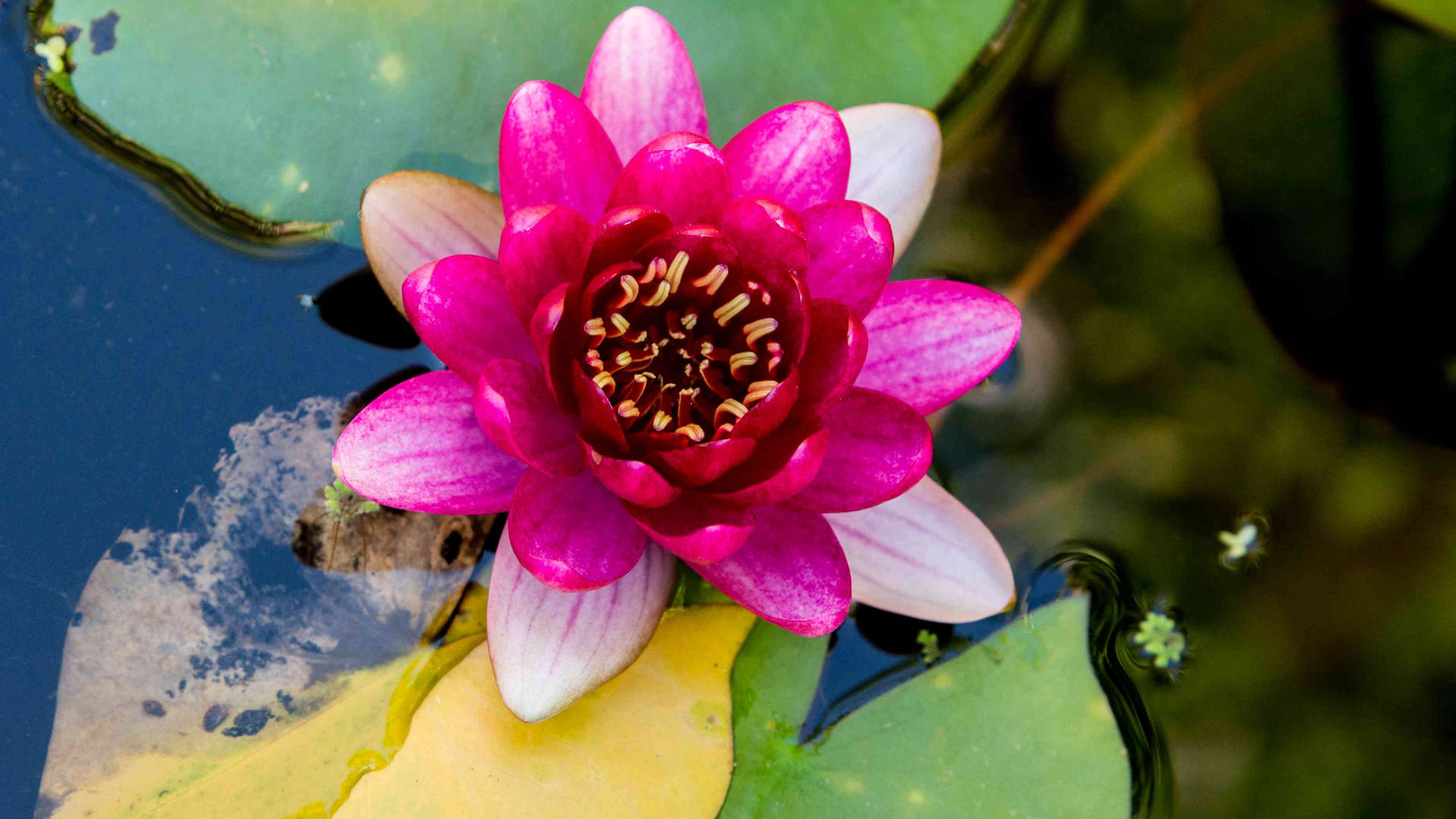 lily 桌布 壁紙 — 一朵鮮豔的粉紅色睡蓮在池塘上盛開，池塘裡有綠色的睡蓮葉和漣漪的水面。