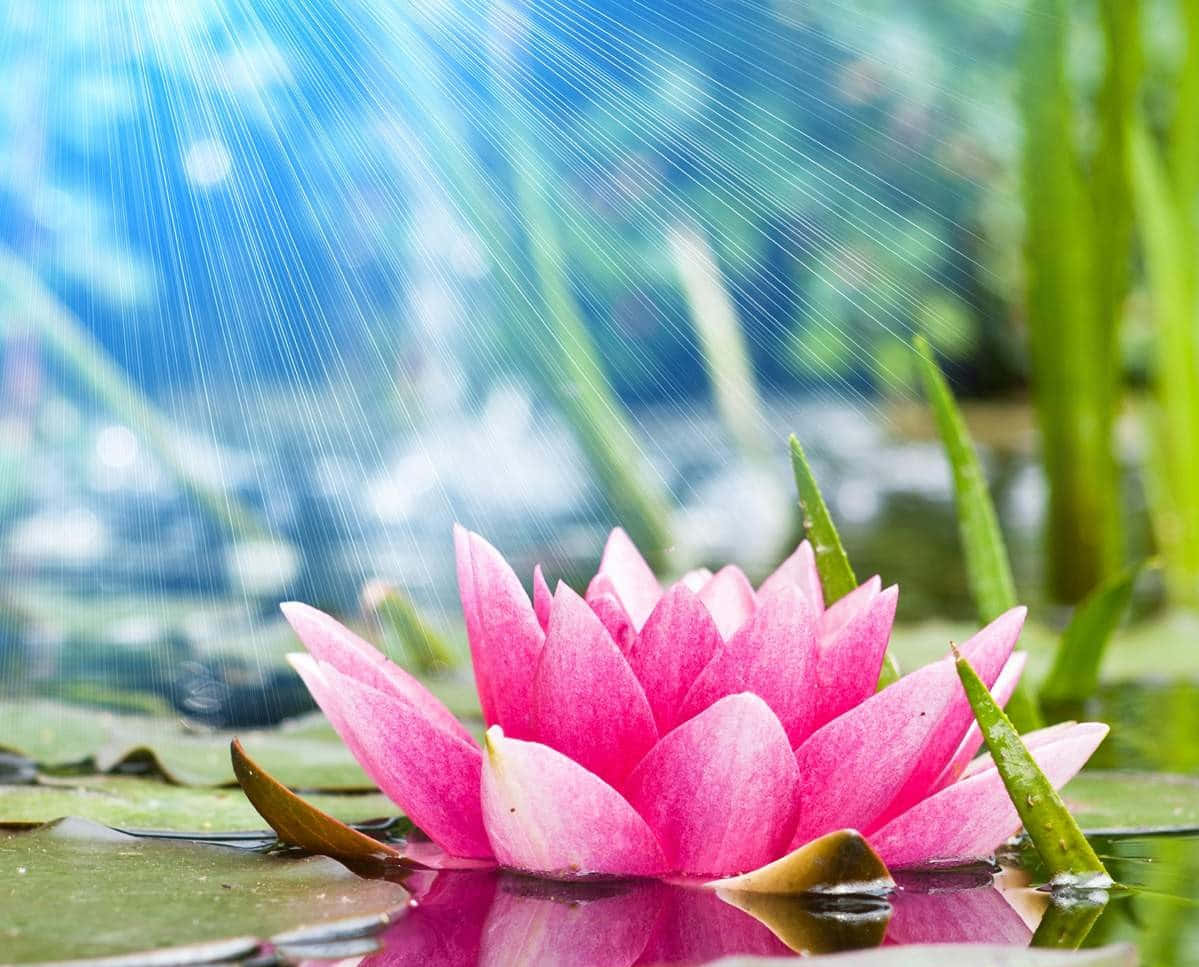 lotus 桌布 壁紙 — 一朵鮮豔的粉紅色睡蓮在池塘中盛開，陽光透過水面照射下來，營造出寧靜的自然景象。