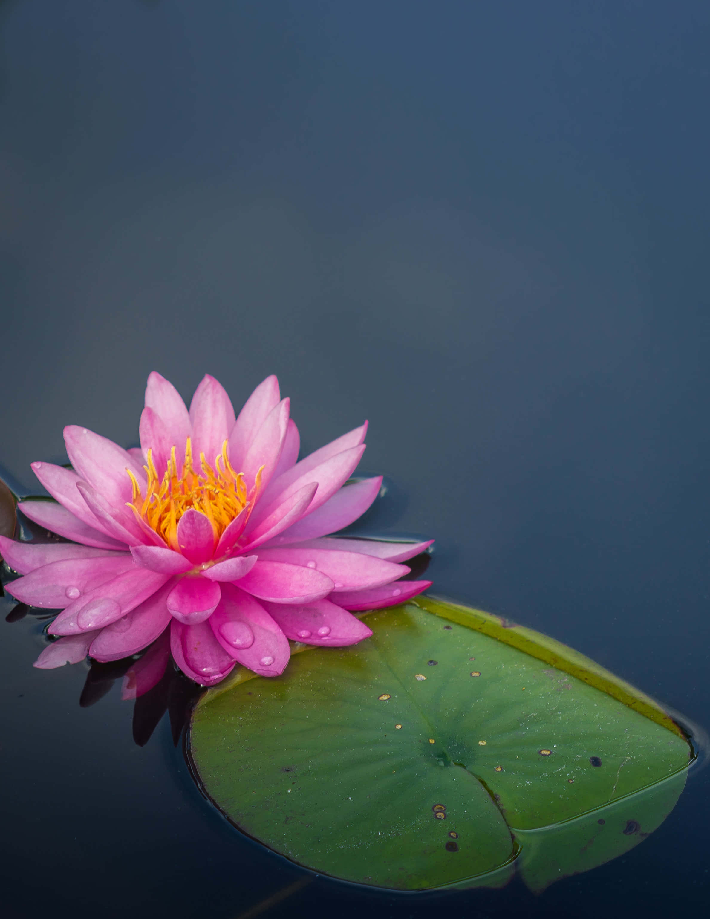 lotus 桌布 壁紙 — 一朵鮮豔的粉紅色睡蓮帶著露珠，在平靜的深色水面上，在綠色睡蓮葉旁盛開。