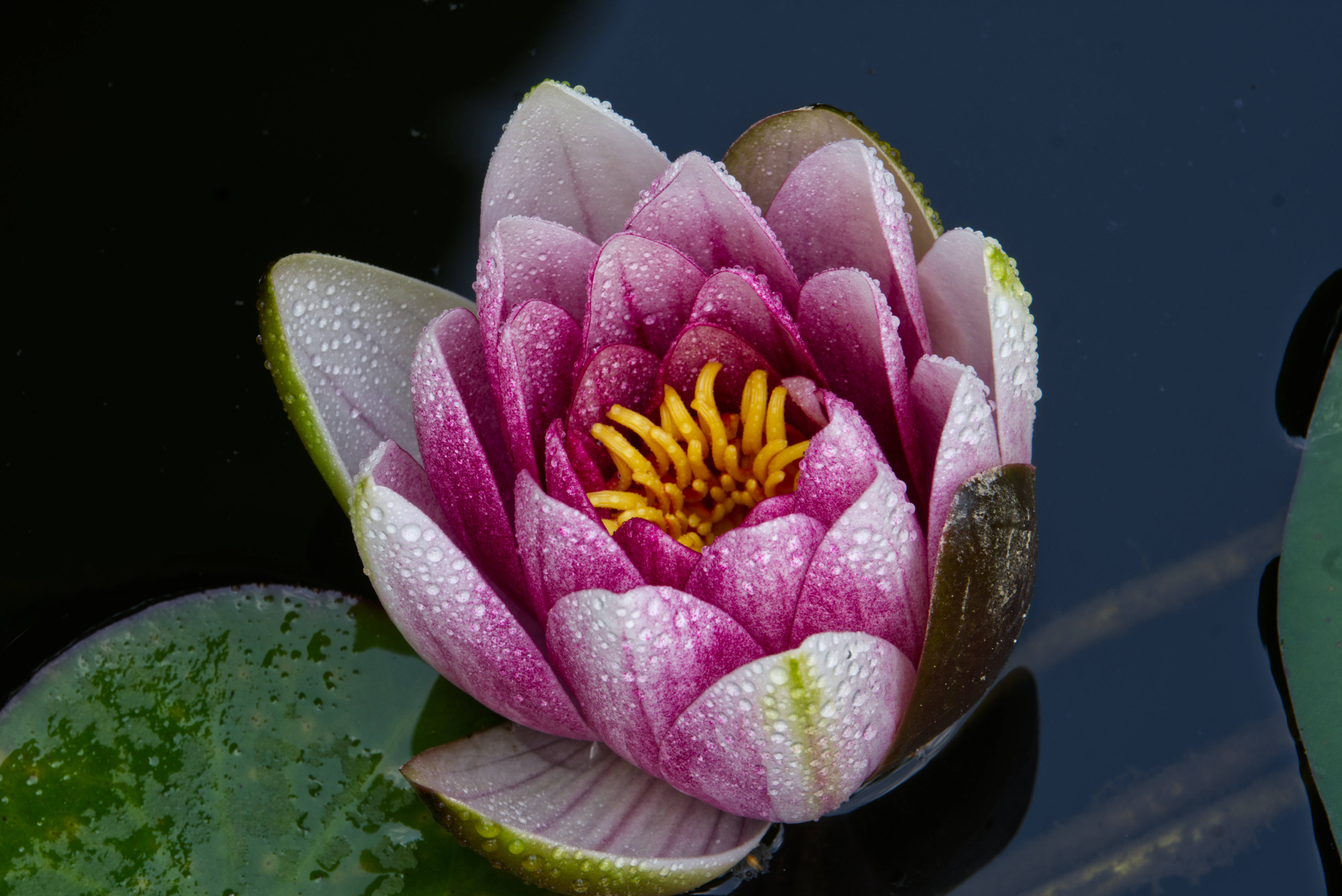 lotus 桌布 壁紙 — 一朵鮮豔的粉紅色睡蓮帶著露珠，在深色水面和綠色睡蓮葉間綻放。