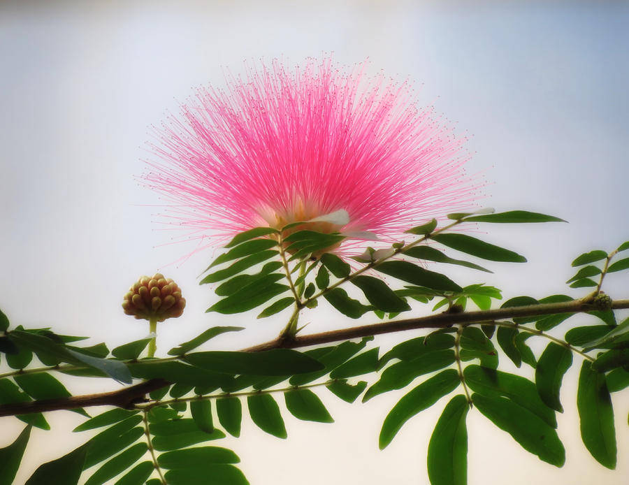 mimosa 桌布 壁紙 — 一朵鮮豔的粉紅色粉撲花在柔和天空下盛開，襯以茂盛的綠葉和下方含苞待放的花朵。