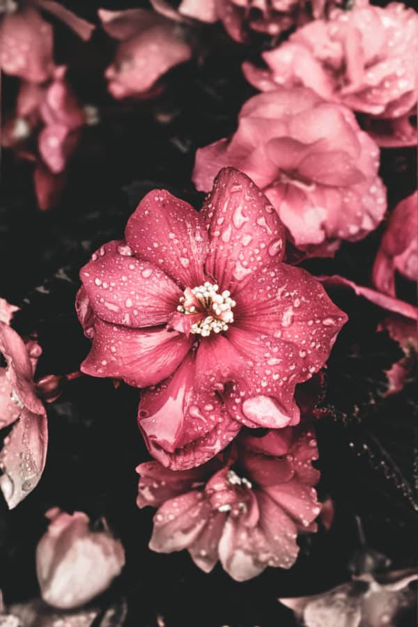 Daisy Aesthetic 桌布 壁紙 — 一朵鮮豔的粉紅色芙蓉花特寫，在黑暗模糊的背景上閃爍著露珠。