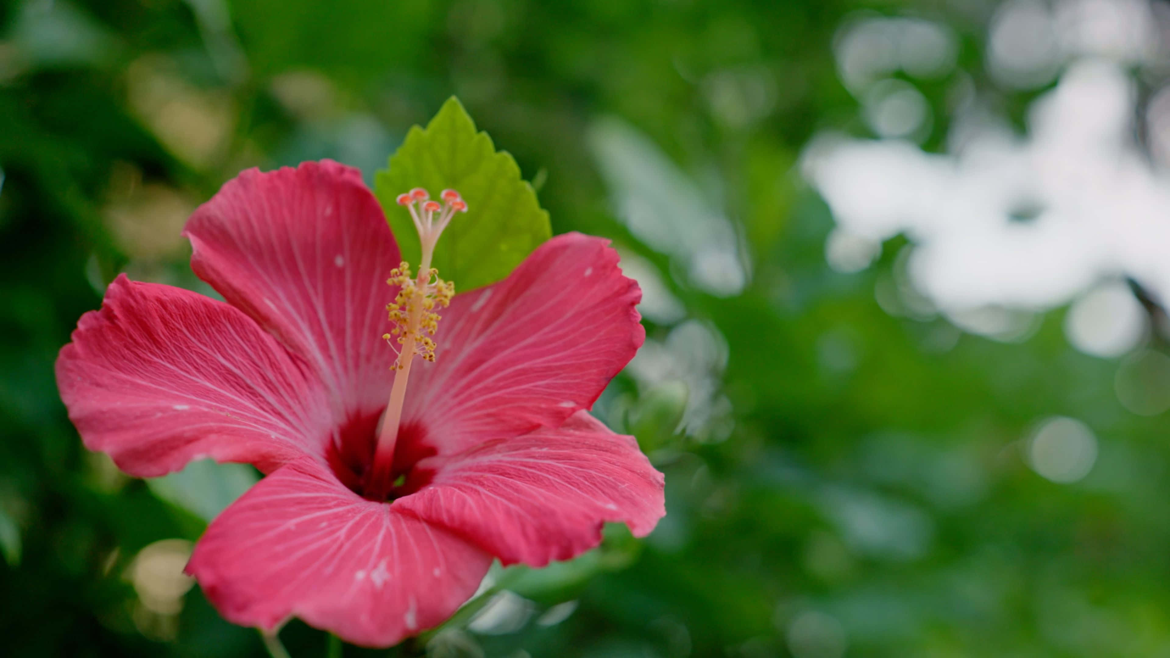 3840x2160 動態圖片 桌布 壁紙 — 一朵鮮豔的粉紅色芙蓉花盛開，花瓣細膩，黃色雄蕊，背景是柔和的綠色模糊花園。