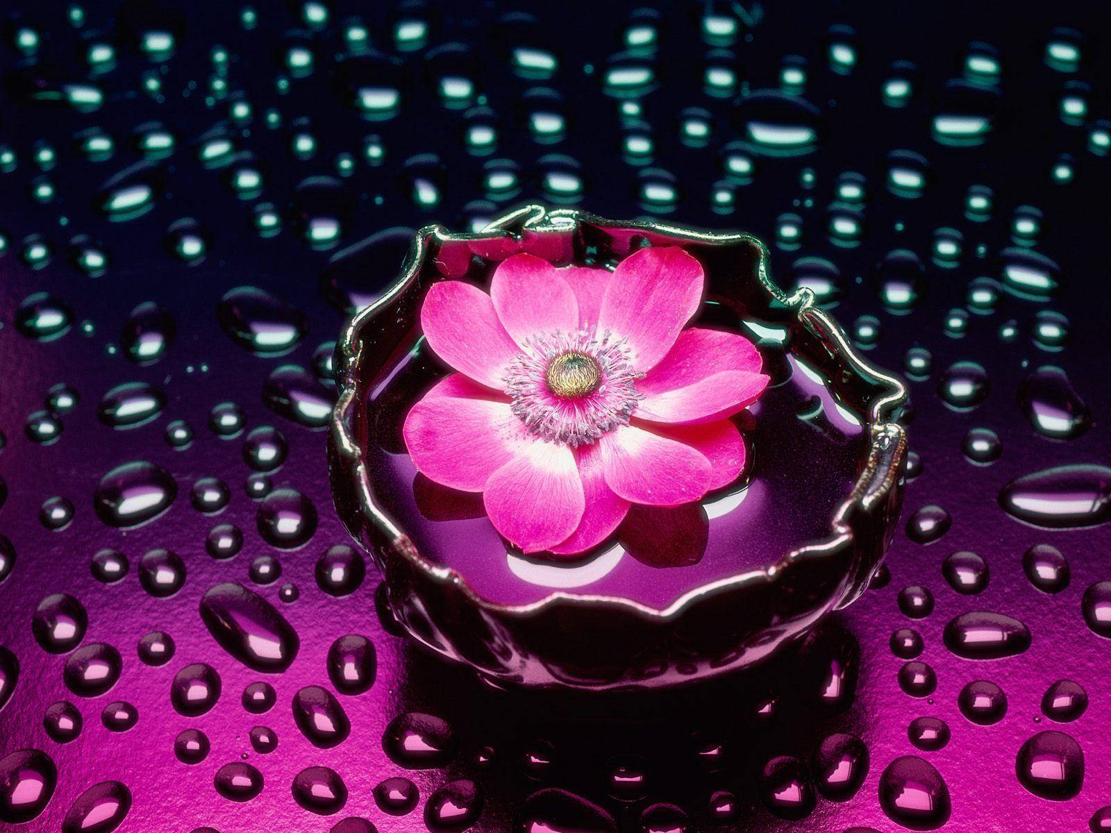 Pink Flower 桌布 壁紙 — 一朵鮮豔的粉紅色花朵漂浮在深色碗中，周圍是紫色表面上閃閃發光的水滴。