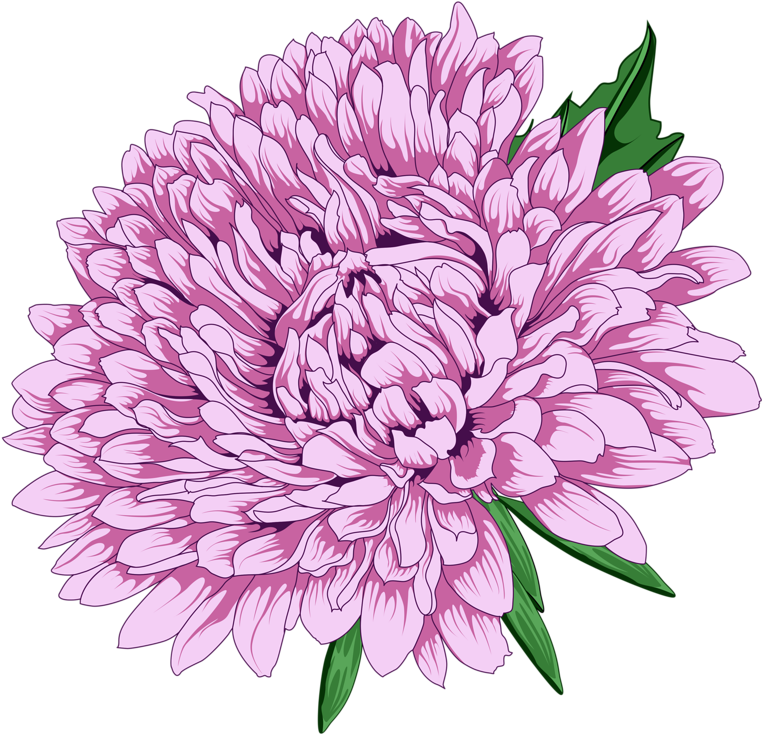 菊花 桌布 壁紙 — 一朵鮮豔的粉紅色菊花，花瓣層層疊疊，綠葉襯托在純黑背景上，格外突出。