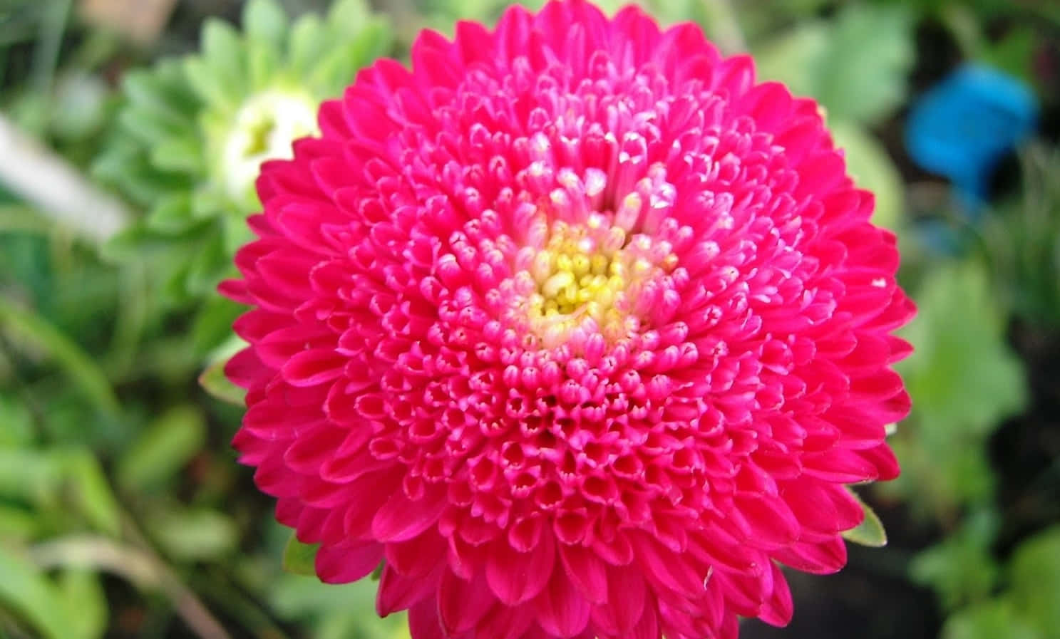 菊花 桌布 壁紙 — 一朵鮮豔的粉紅色菊花，花瓣層層疊疊，中心黃色，在柔和的綠色模糊背景下盛開。