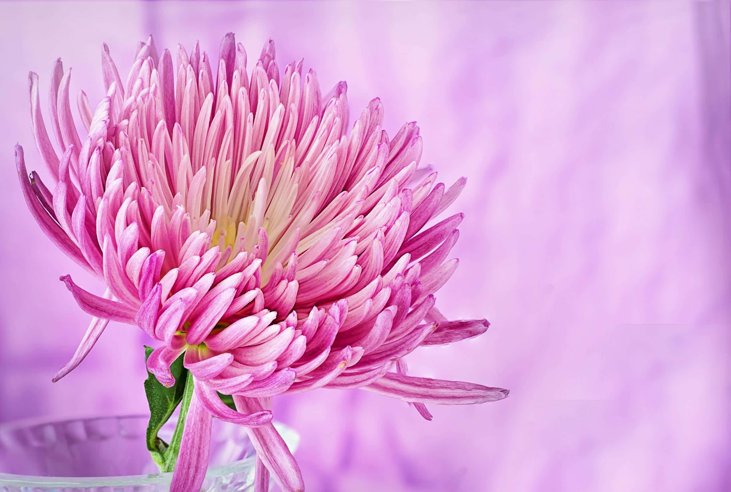 Pink Floral 桌布 壁紙 — 一朵鮮豔的粉紅色菊花，花瓣細膩，在夢幻般的薰衣草背景下柔和綻放。