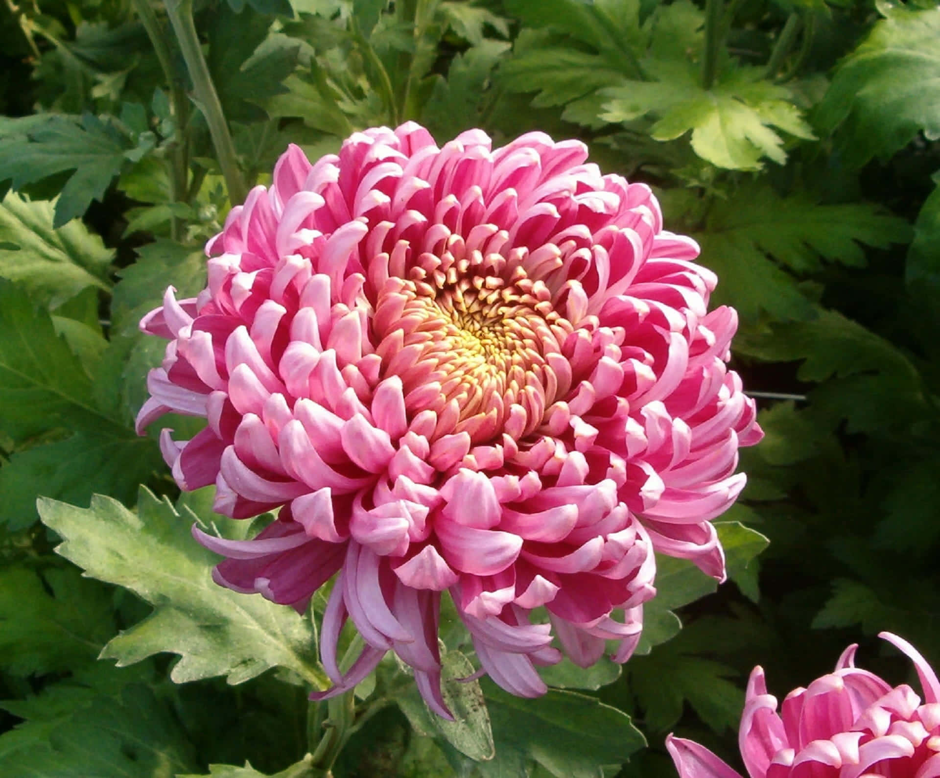 Pink Chrysanthemums 桌布 壁紙 — 一朵鮮豔的粉紅色菊花盛開，花瓣層層疊疊，中心金黃，襯托著茂密的綠葉。