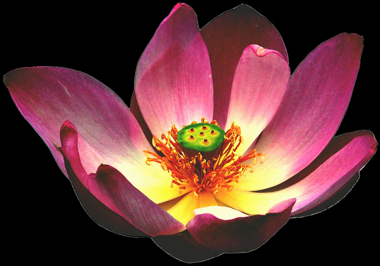 lotus 桌布 壁紙 — 一朵鮮豔的粉紅色蓮花，帶有發光的黃色中心，在純黑色背景上盛開。