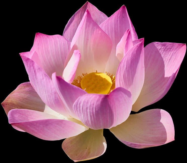 lotus 桌布 壁紙 — 一朵鮮豔的粉紅色蓮花，帶有金色花心，在純黑背景上盛開。