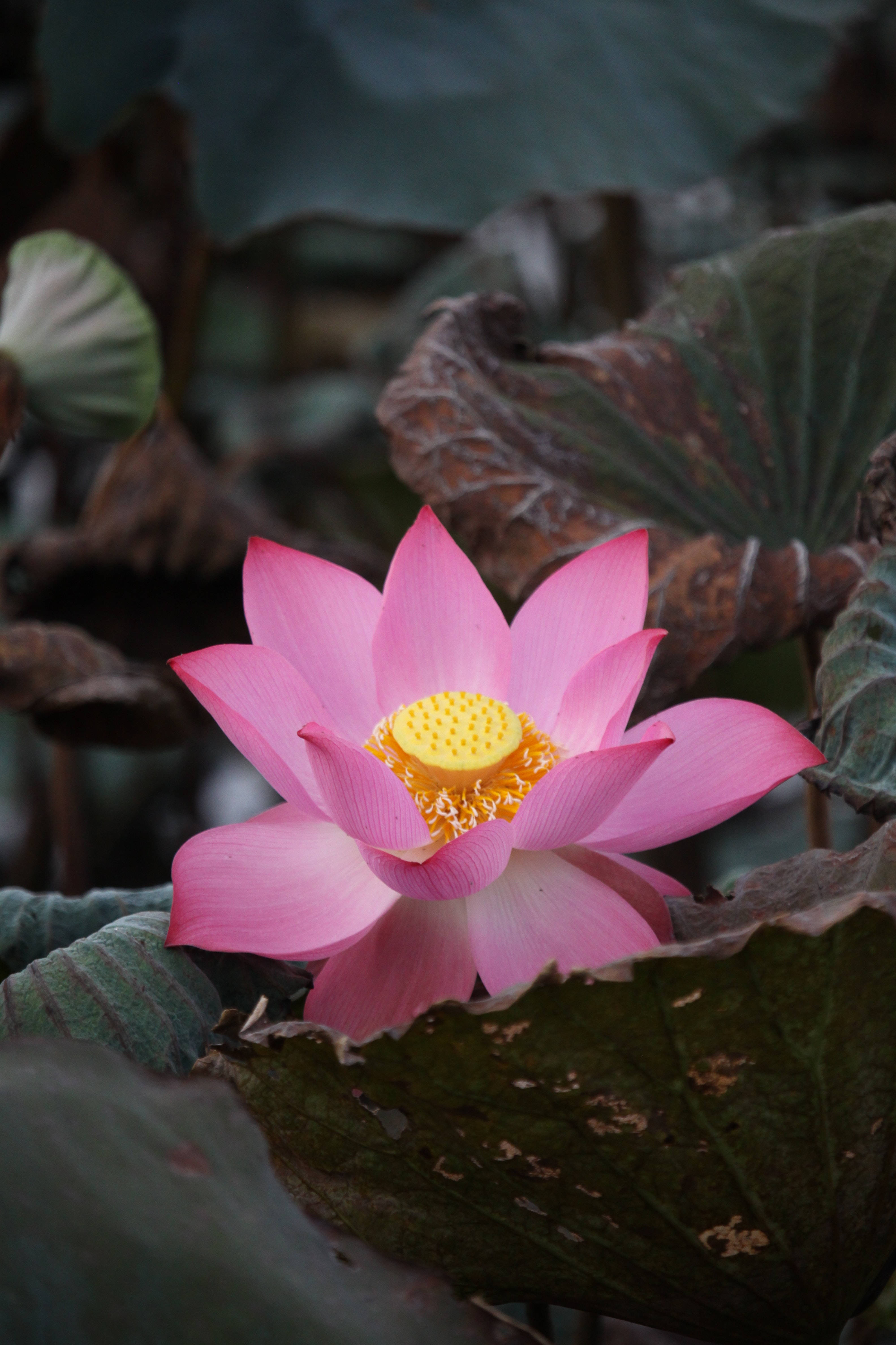 lotus 桌布 壁紙 — 一朵鮮豔的粉紅色蓮花，帶有金色花心，在柔和自然光線中於大片綠色和棕色葉子間盛開。