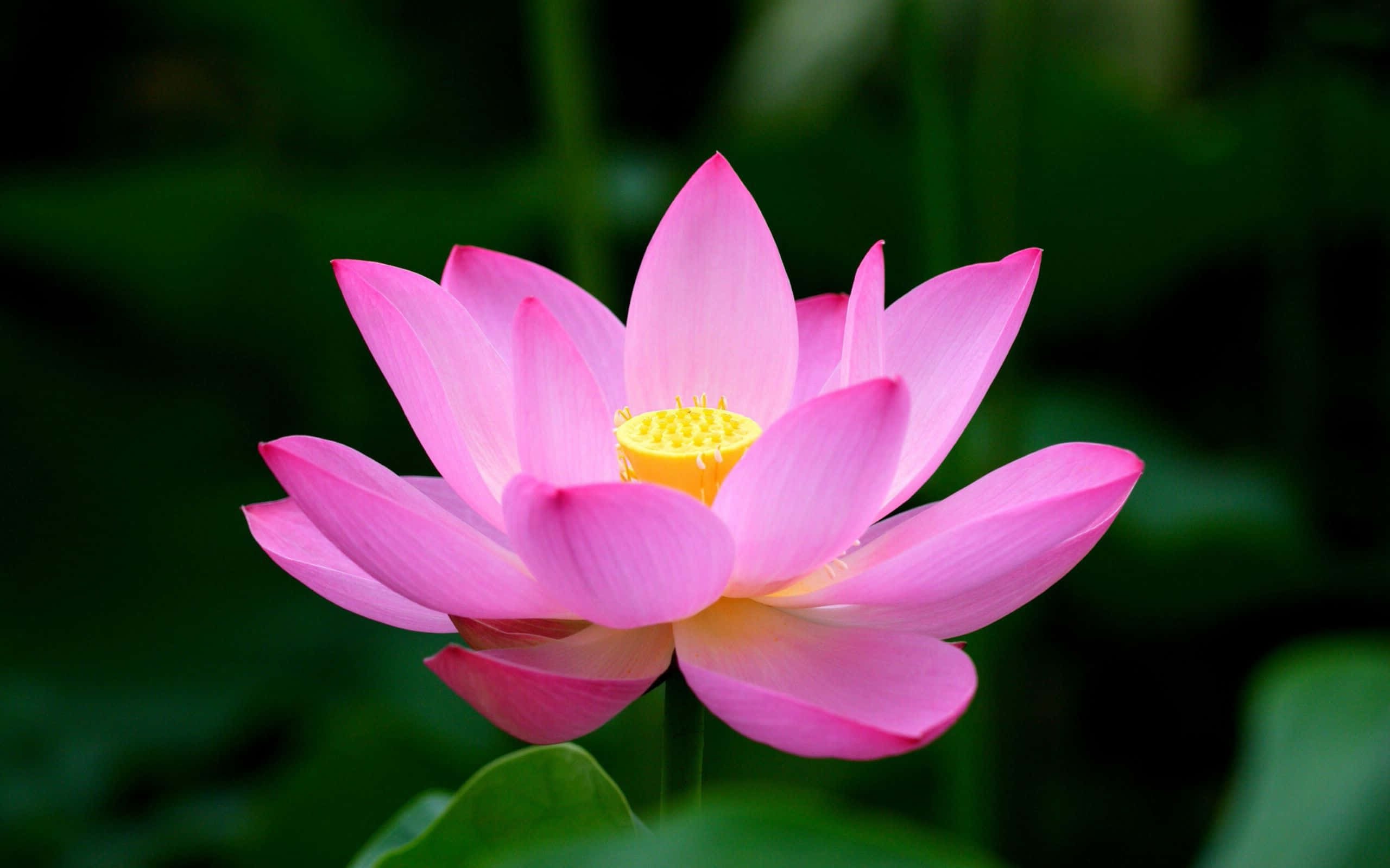 lotus 桌布 壁紙 — 一朵鮮豔的粉紅色蓮花，帶有黃色花心，在柔和的模糊綠色背景下盛開。