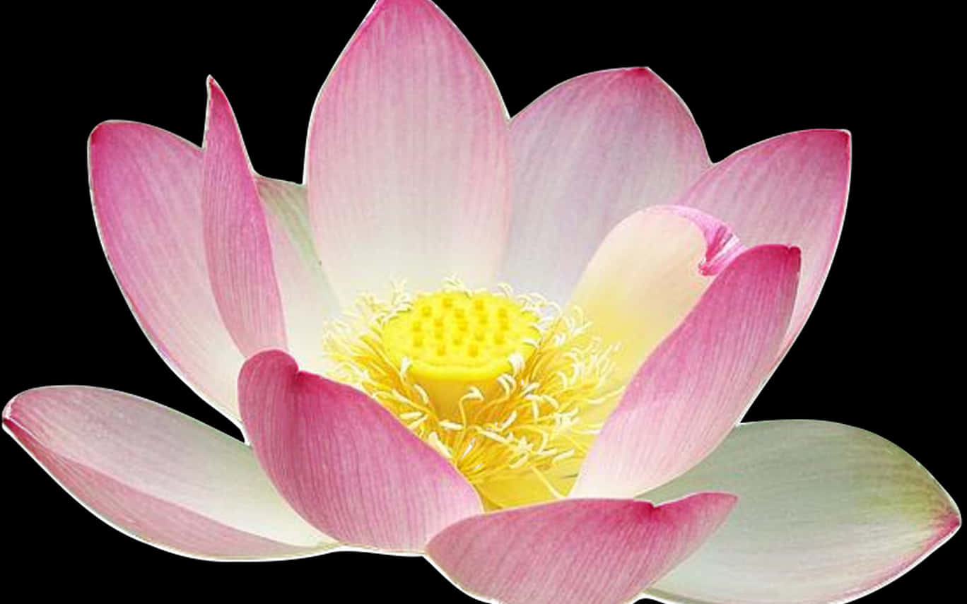 lotus 桌布 壁紙 — 一朵鮮豔的粉紅色蓮花，帶有黃色花心，在純黑色背景上盛開。