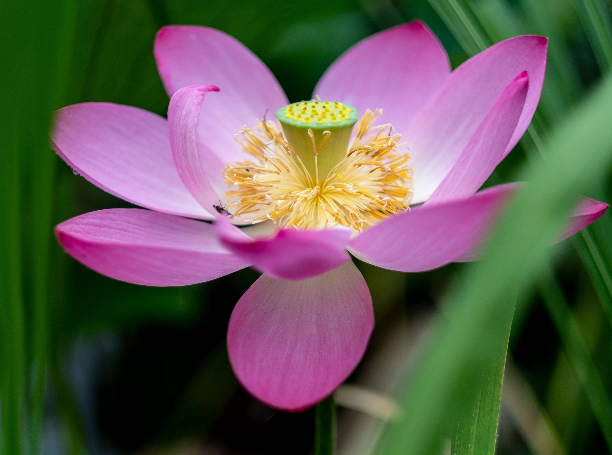 lotus 桌布 壁紙 — 一朵鮮豔的粉紅色蓮花，帶有黃色雄蕊，在柔和的自然光下於茂密的綠葉中盛開。