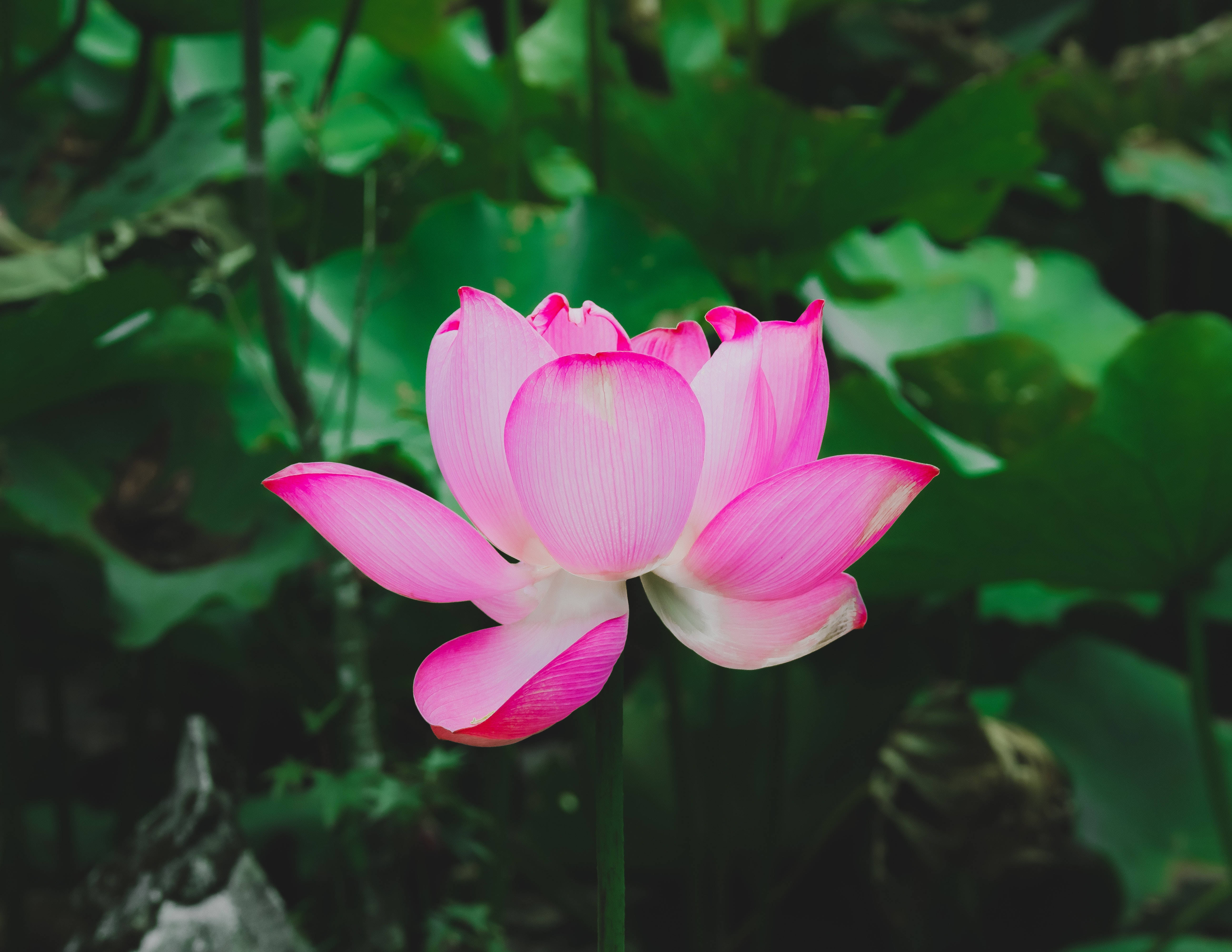 lotus 桌布 壁紙 — 一朵鮮豔的粉紅色蓮花在寧靜的池塘中，在茂盛的綠色睡蓮葉間優雅地綻放。