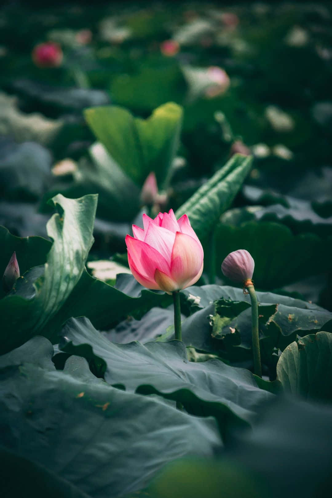 lotus 桌布 壁紙 — 一朵鮮豔的粉紅色蓮花在寧靜的池塘中，在茂盛的綠色睡蓮葉間優雅地綻放。