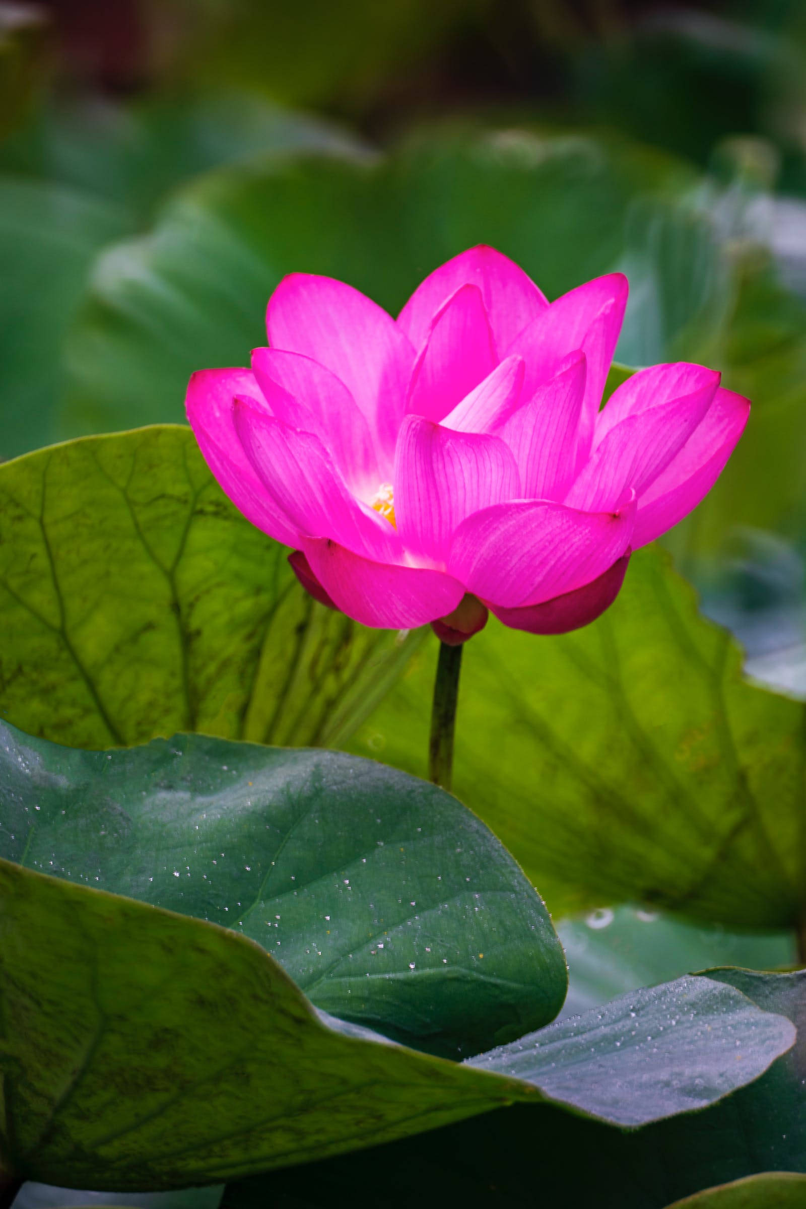 Most Beautiful HD 桌布 壁紙 — 一朵鮮豔的粉紅色蓮花在帶有露珠、於柔和日光下閃閃發光的大型綠色睡蓮葉中優雅綻放。