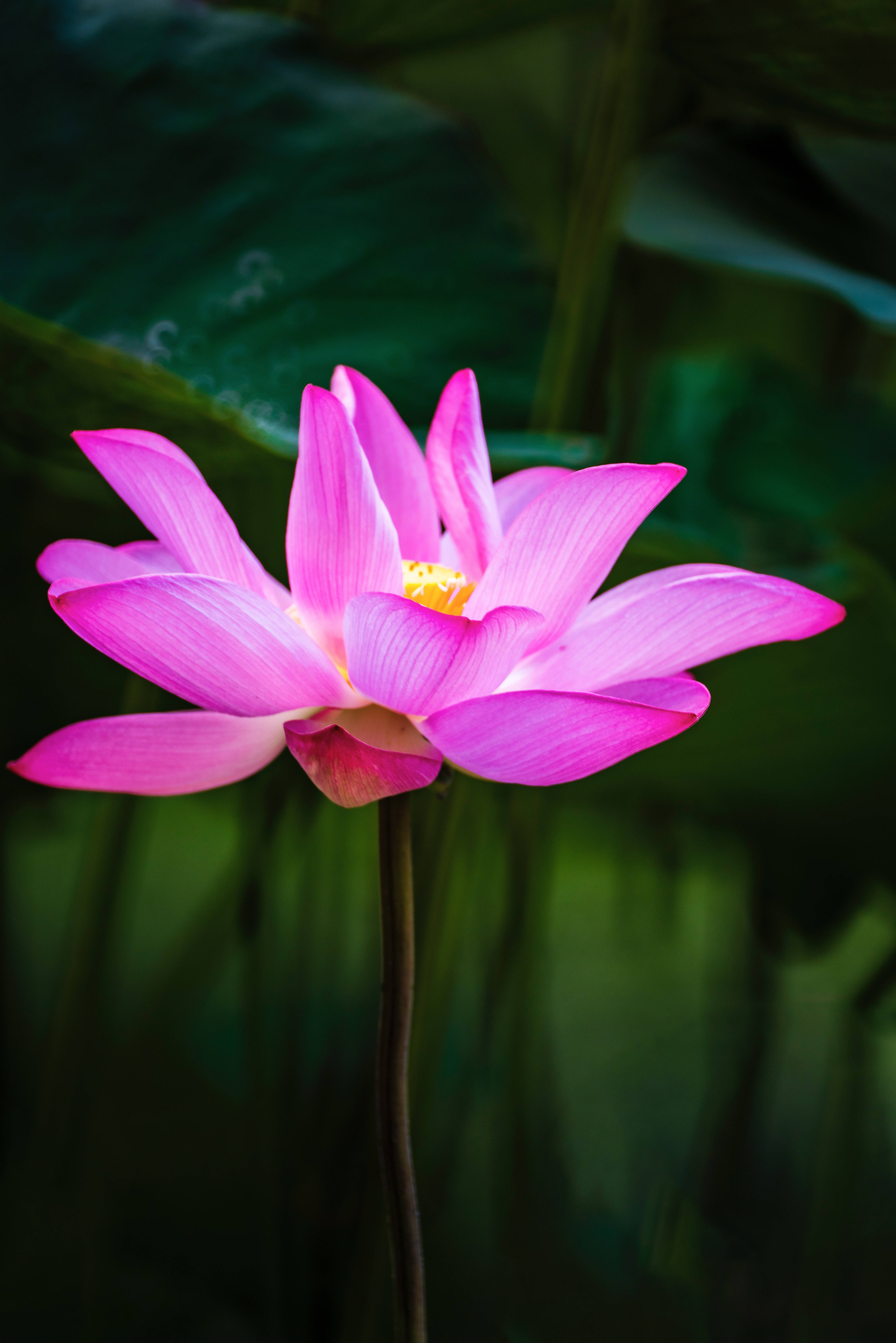 lotus 桌布 壁紙 — 一朵鮮豔的粉紅色蓮花在柔和自然光下，以茂盛綠葉為背景優雅綻放。