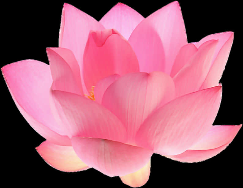 Flowers 桌布 壁紙 — 一朵鮮豔的粉紅色蓮花在純黑色背景上綻放，花瓣層層疊疊，帶有柔和的漸變色調。