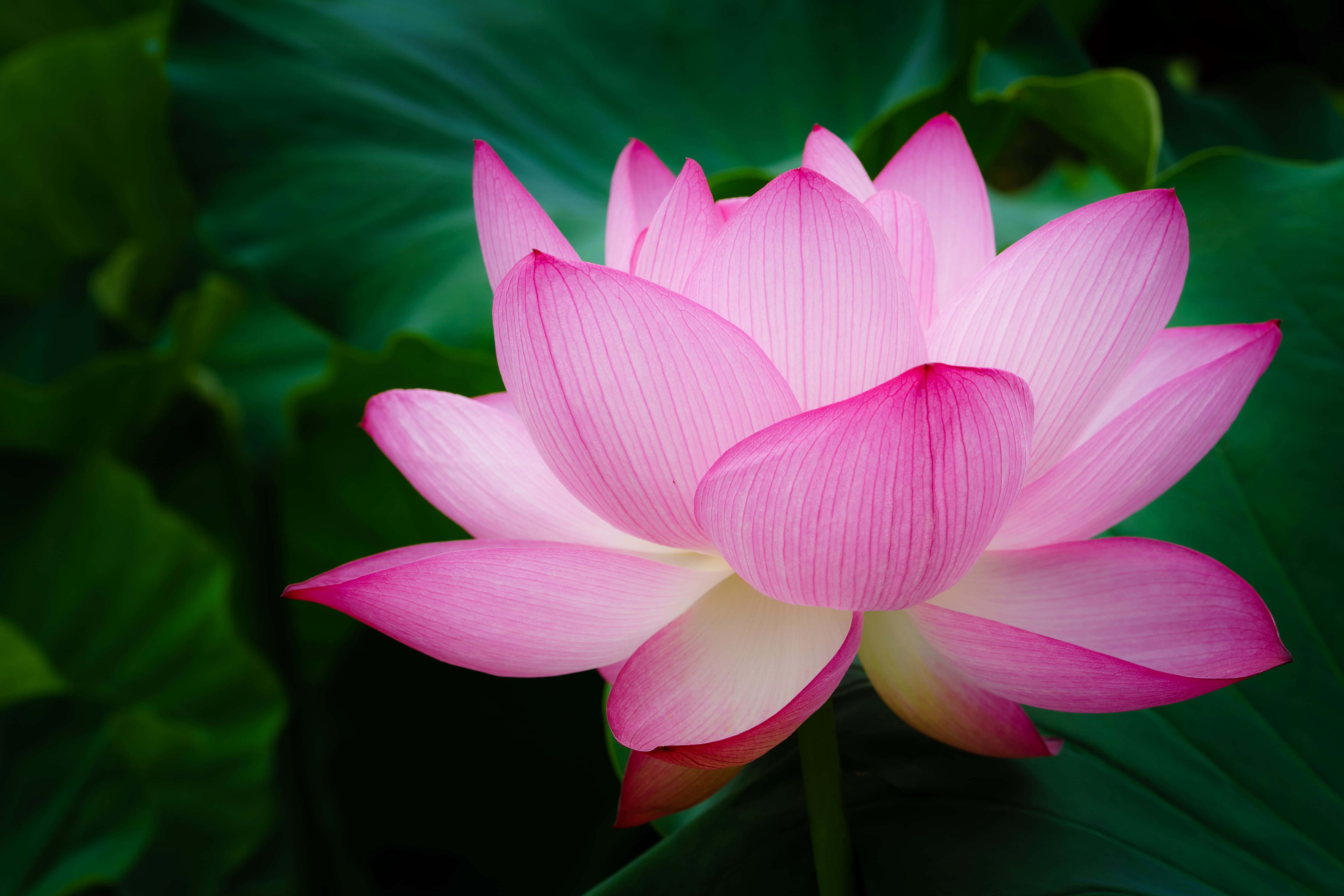 Blooming Flowers 桌布 壁紙 — 一朵鮮豔的粉紅色蓮花在茂盛綠葉的襯托下優雅地綻放。
