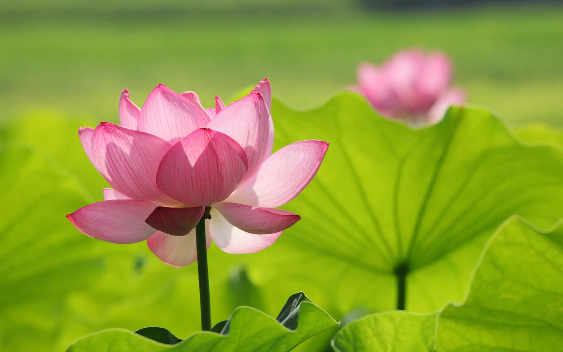 lotus 桌布 壁紙 — 一朵鮮豔的粉紅色蓮花在陽光照耀的池塘中，在茂盛的綠色睡蓮葉間優雅地綻放。