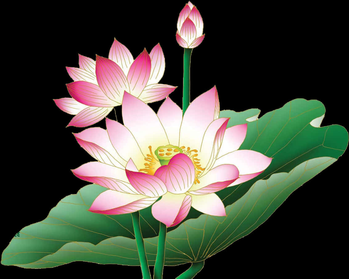 lotus 桌布 壁紙 — 一朵鮮豔的粉紅色蓮花在黑色背景上，與一個花蕾和大的綠葉優雅地綻放。