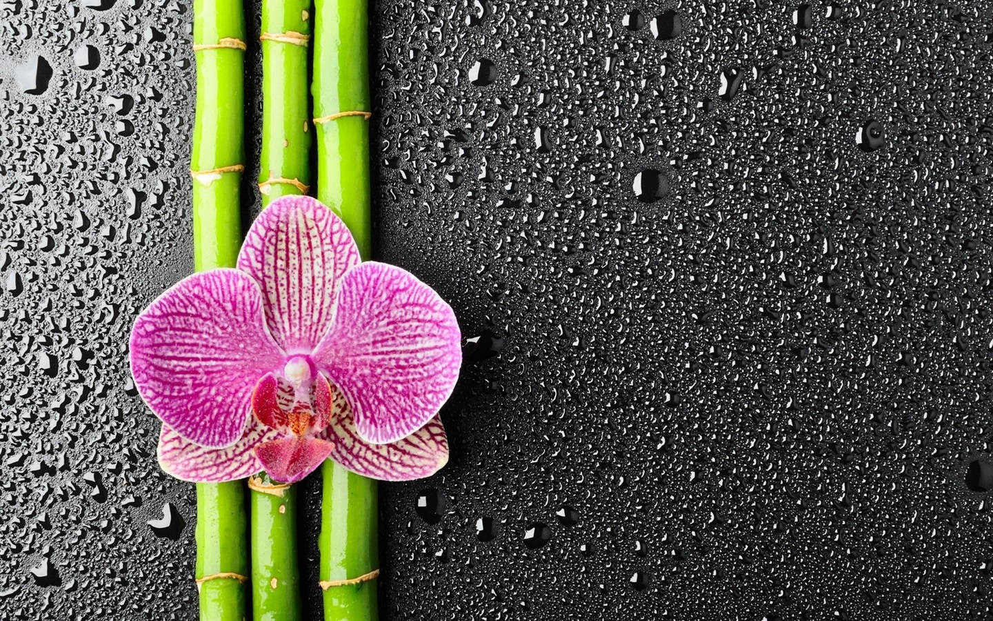 Orchids 桌布 壁紙 — 一朵鮮豔的粉紅色蘭花在佈滿水滴的深色潮濕表面上，在綠色竹莖旁邊盛開。